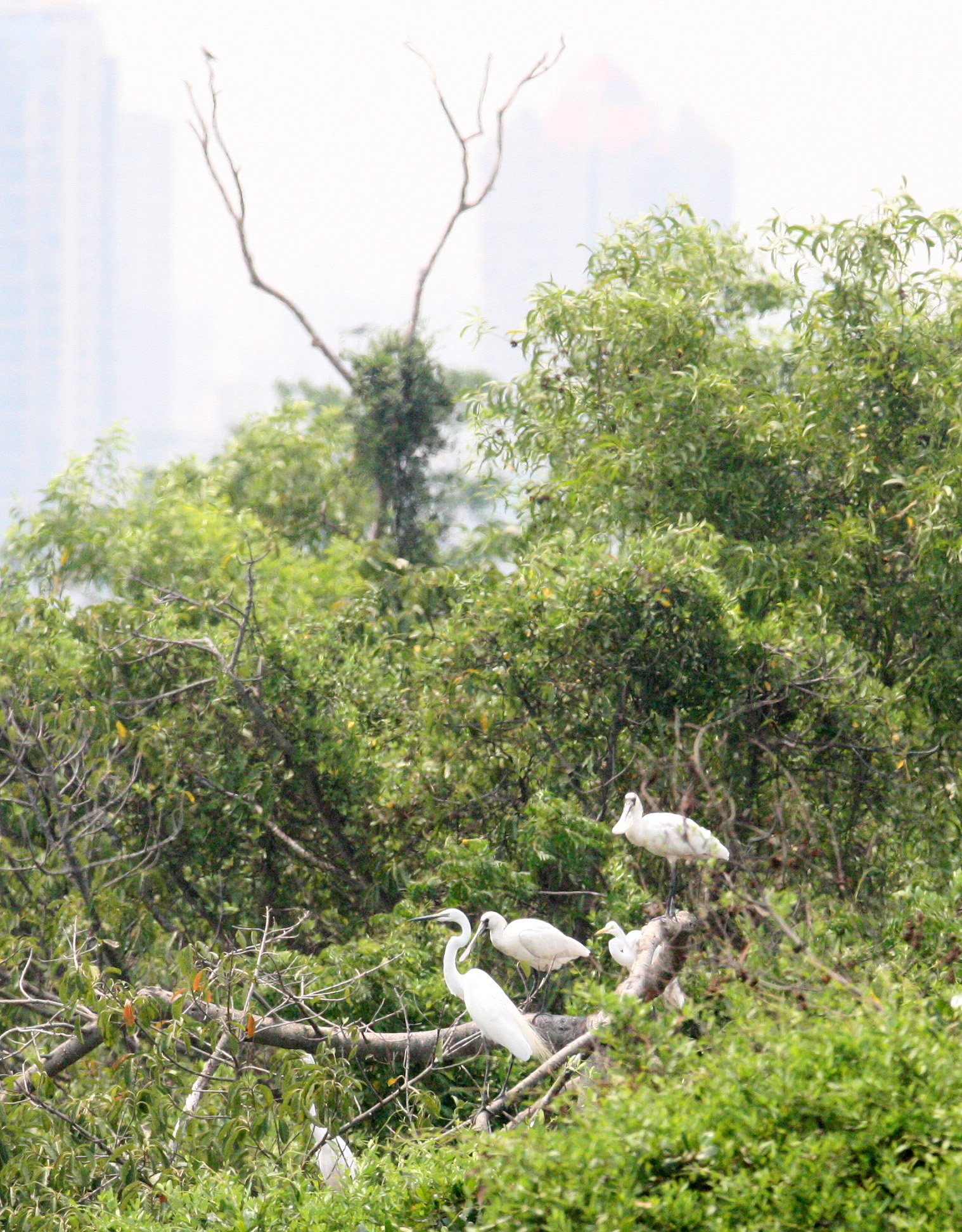 SPOONBILL - BLACK-FACED SPOONBILL - Platalea minor - WITH GREAT EGRETS - MAI PO WETLANDS HONG KONG (20).JPG
