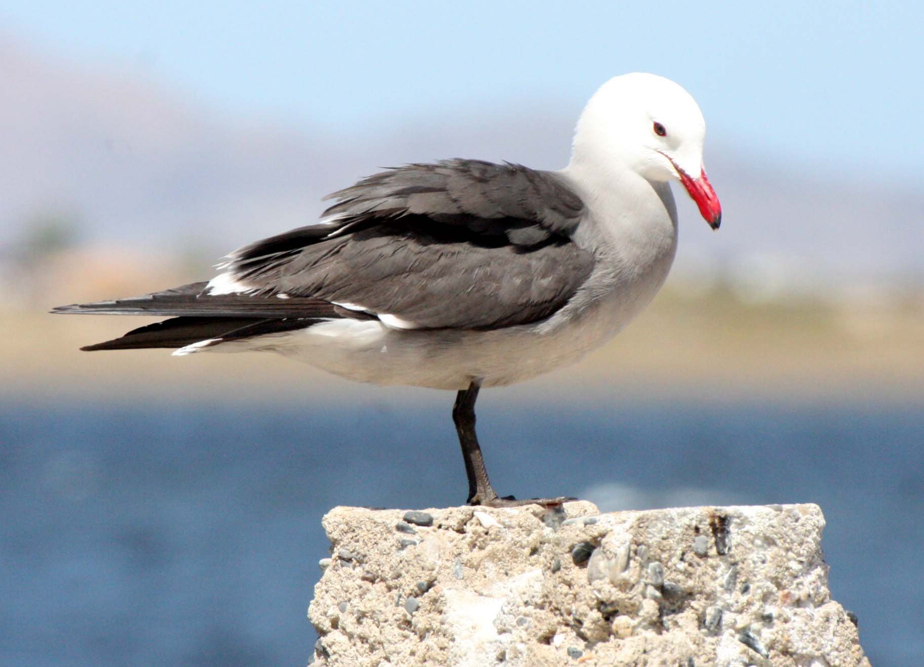 BIRD - GULL - HEERMANS GULL - BAHIA DE LOS ANGELES DESERT BAJA MEXICO (7).JPG