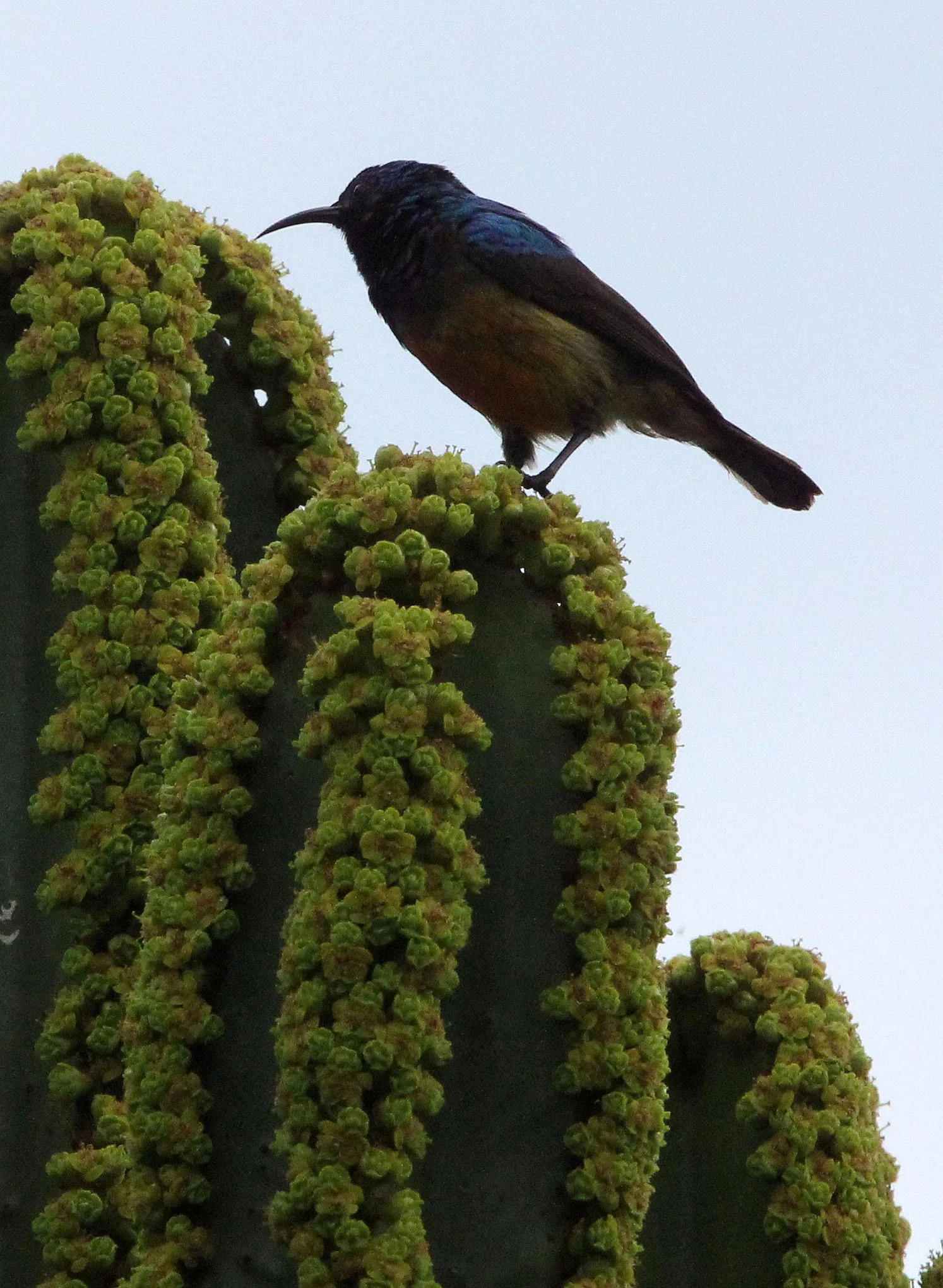 BIRD - SUNBIRD - REGAL SUNBIRD - RUHENGERI RWANDA (5).JPG