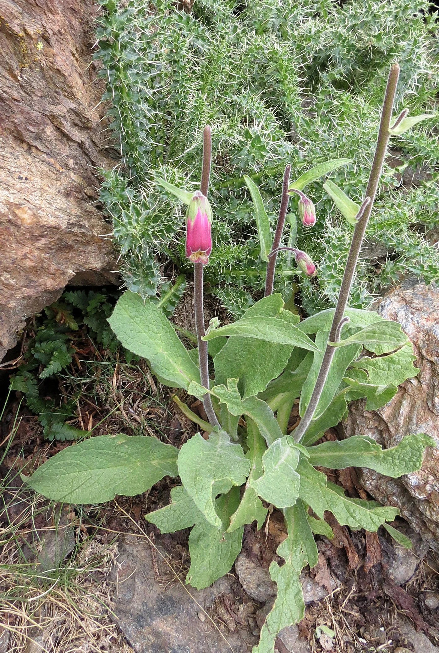 SIERRA NEVADA NATIONAL PARK SPAIN (37).JPG