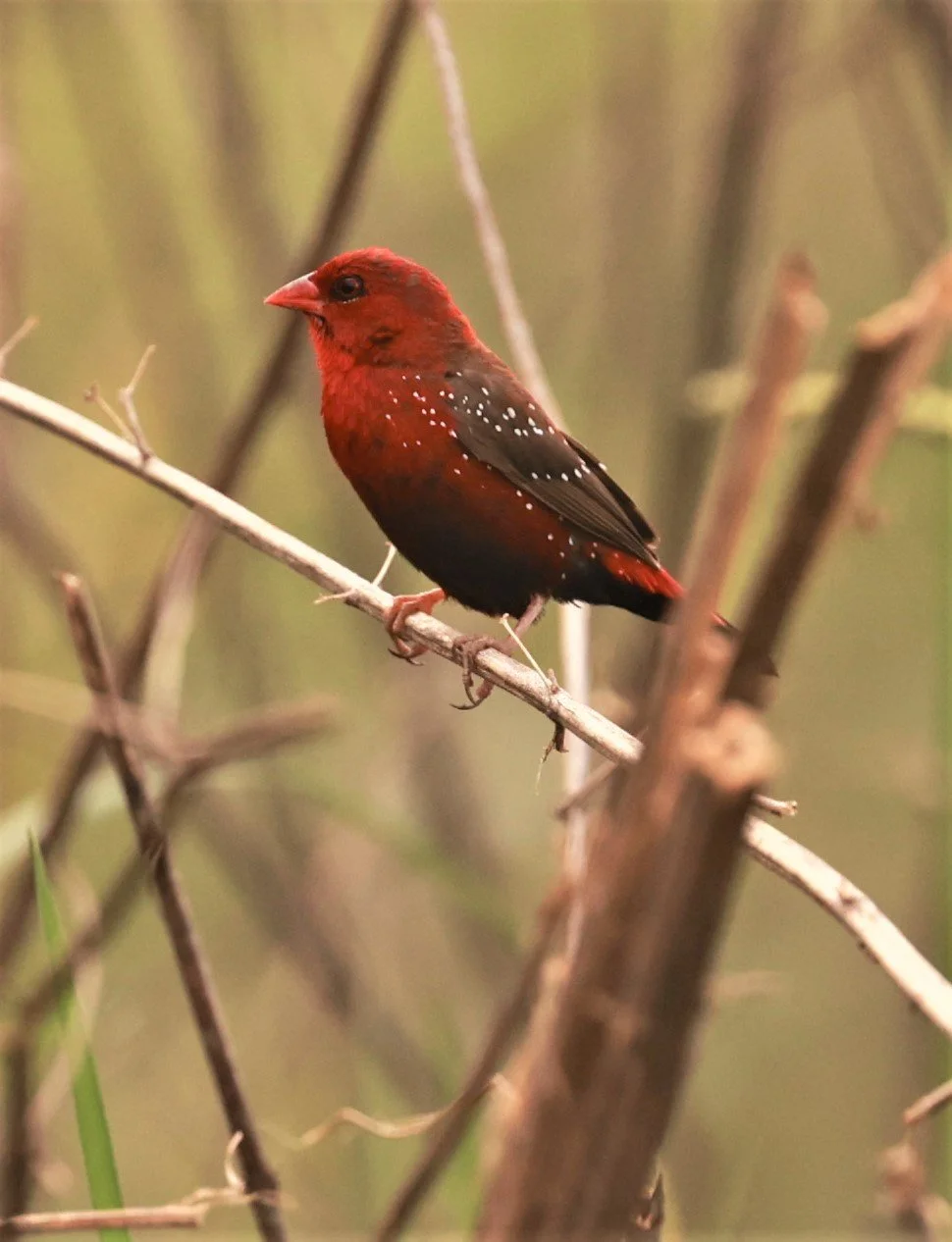RED AVADAVAT - Amandava amandava - PATHUM THANI RICE RESEARCH CENTER 07 JAN 2023 (5).jpg