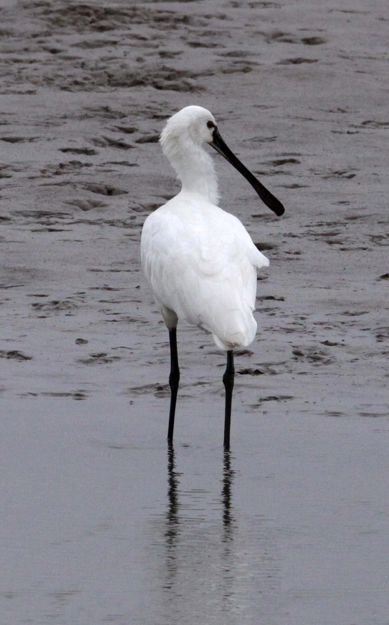SPOONBILL - EURASIAN SPOONBILL - Platalea leucorodia - YANCHENG CHINA (1).JPG