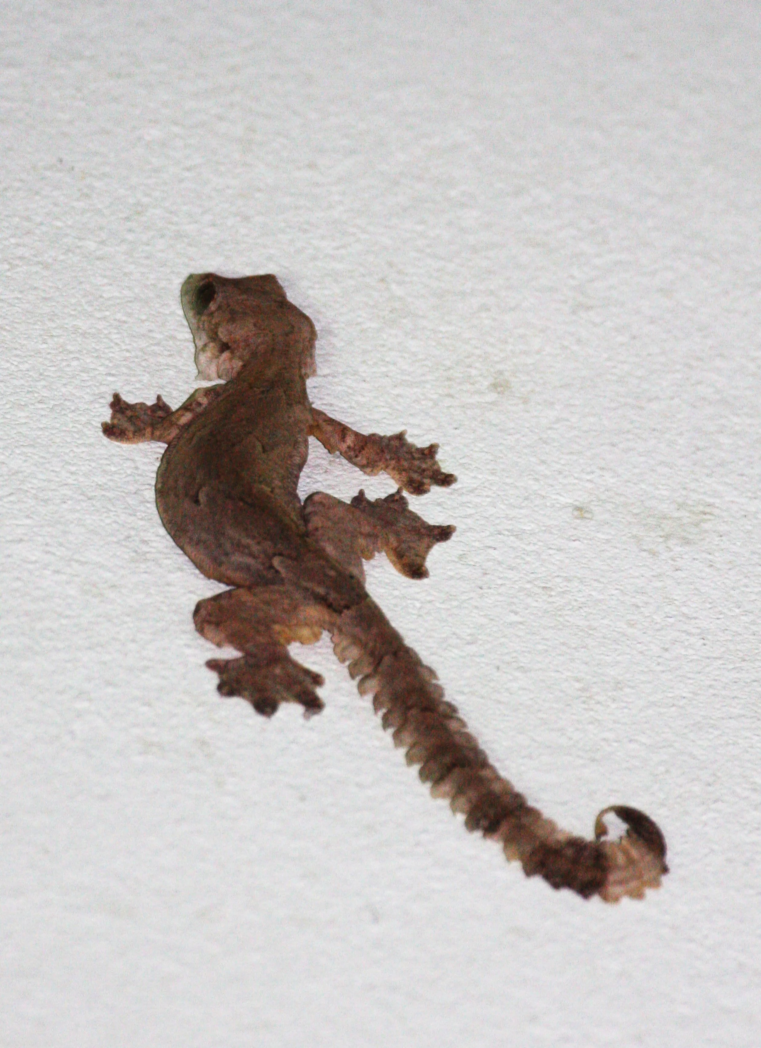 Gekko tokehos - CAMBODIAN GLIDING or PARACHUTE GECKO - KRUNG CHIN NP THAILAND  (7).JPG