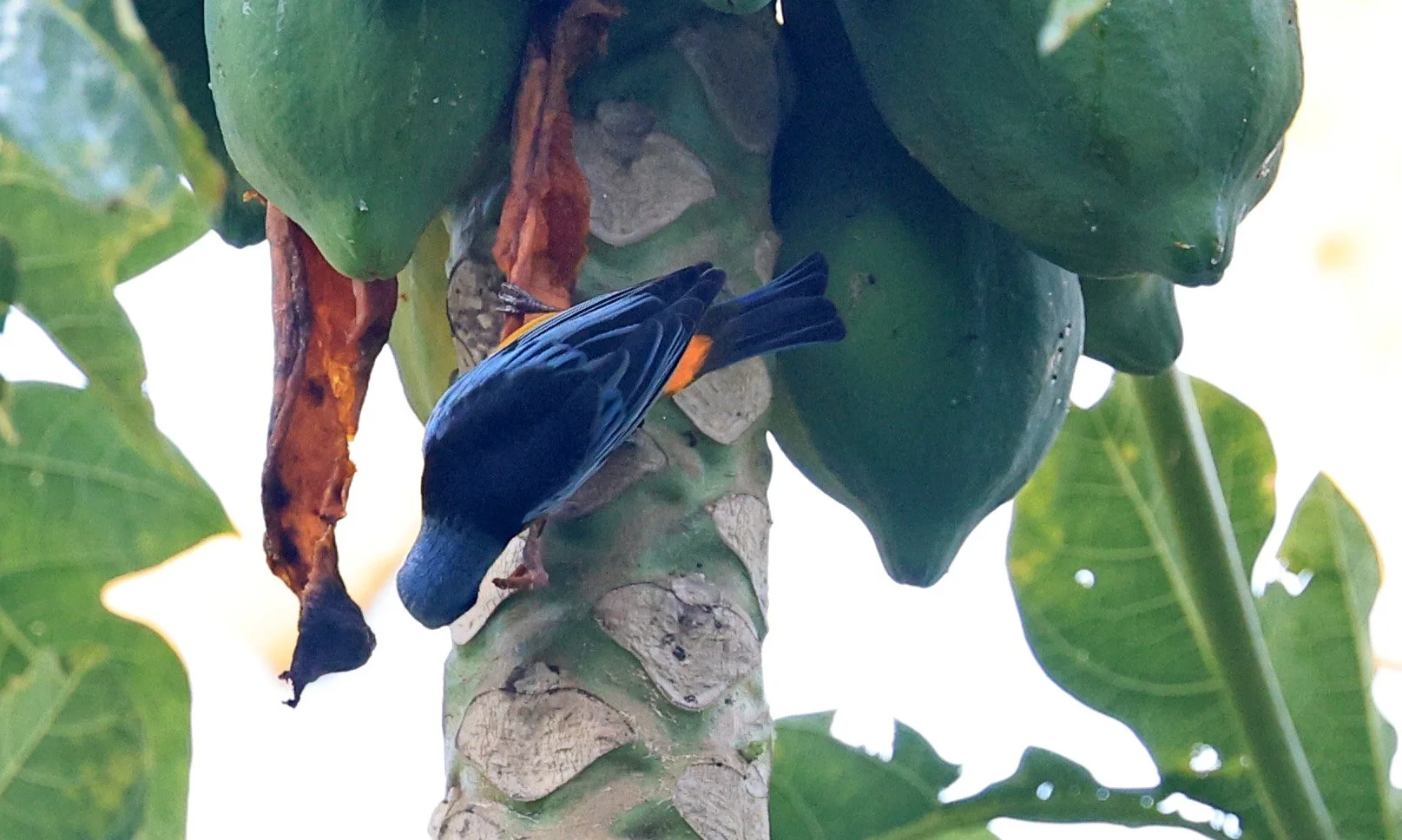 Blue-and-yellow Tanager (Thraupis bonariensis) Estancia Campo'i Paraguay (6).jpg