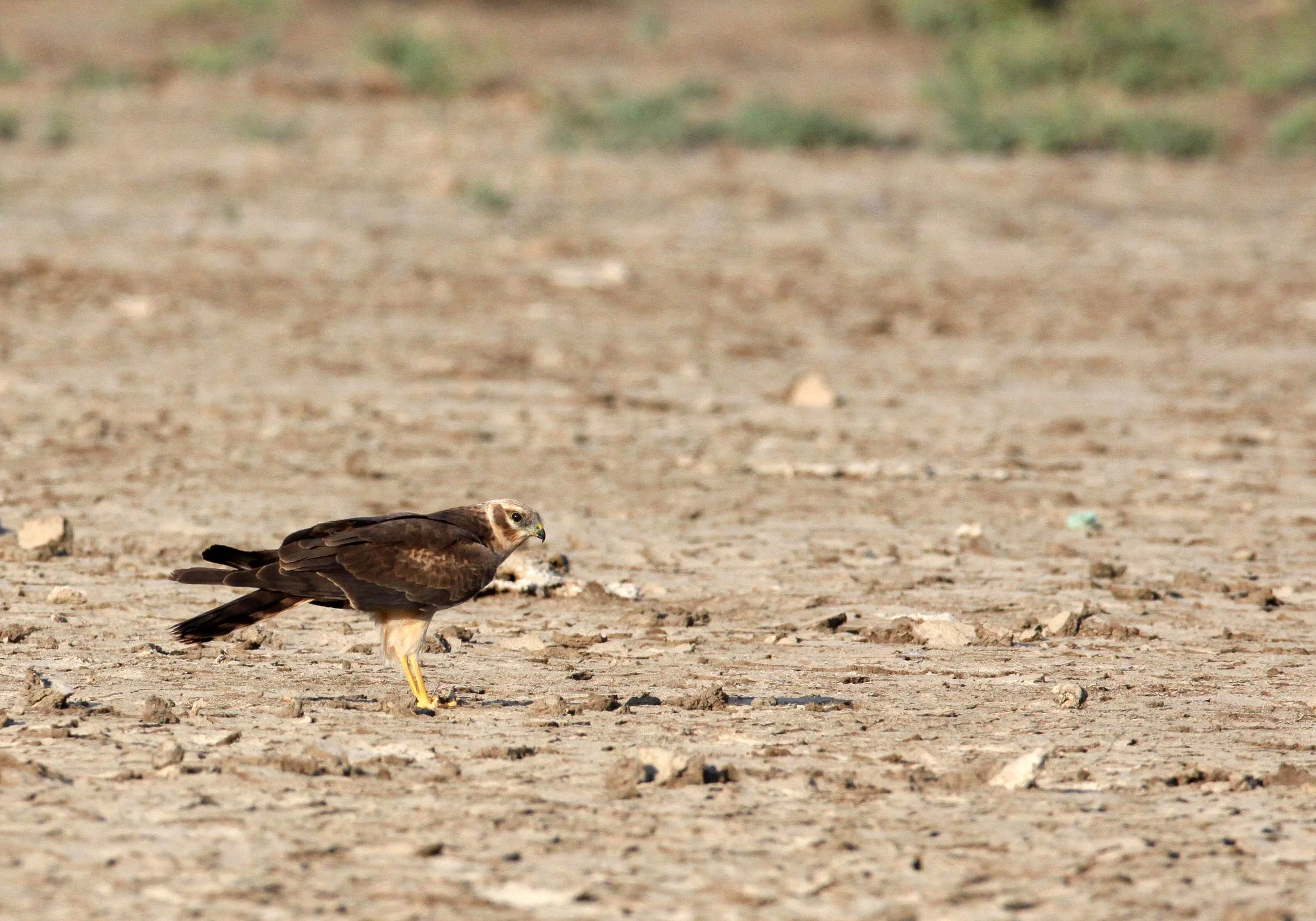 Circus macrourus - PALLID HARRIER - LITTLE RANN OF KUTCH GUJARAT INDIA (19).JPG
