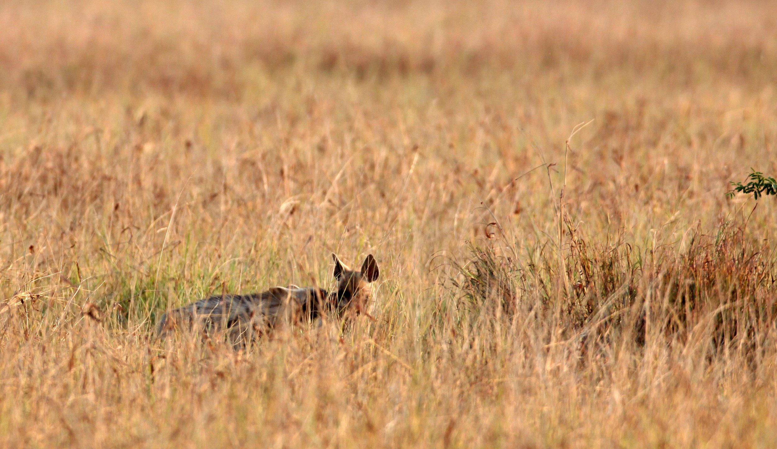 Hyaena hyaena hyaena - INDIAN STRIPED HYENA - BLACKBUCK NATIONAL PARK VELEVADAR INDIA (13).JPG