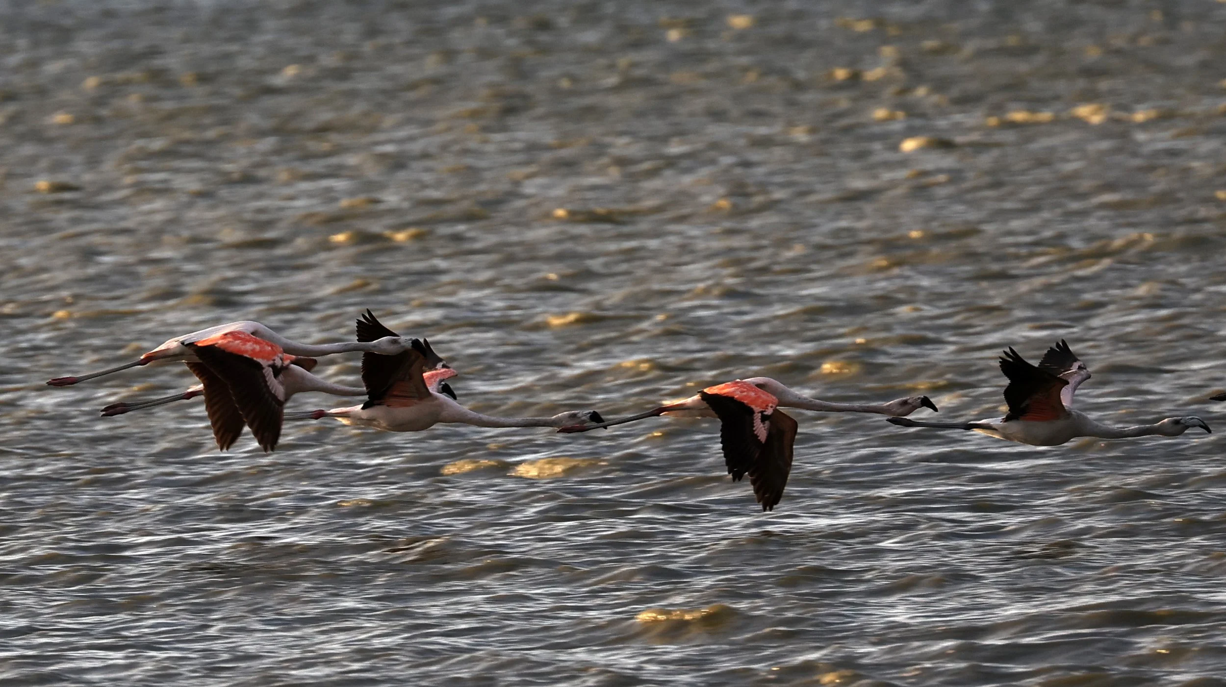 Chilean Flamingo (Phoenicopterus chilensis) Chaco Lodge & Laguna Salada Paraguay (78).jpg