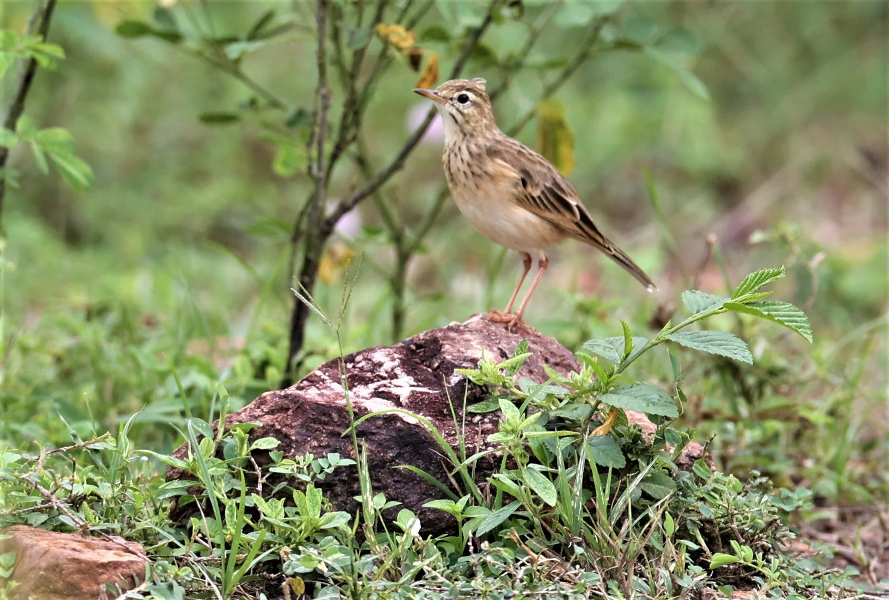 Paddyfield Pipit (Anthus rufulus) PHU PLU SCRUBLANDS PETBURI (6).jpg