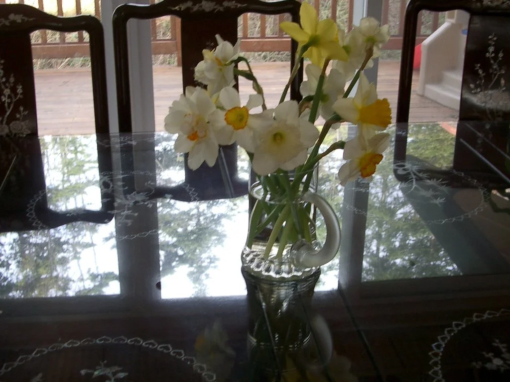 2004-2-13 DAFFODILS (3).JPG