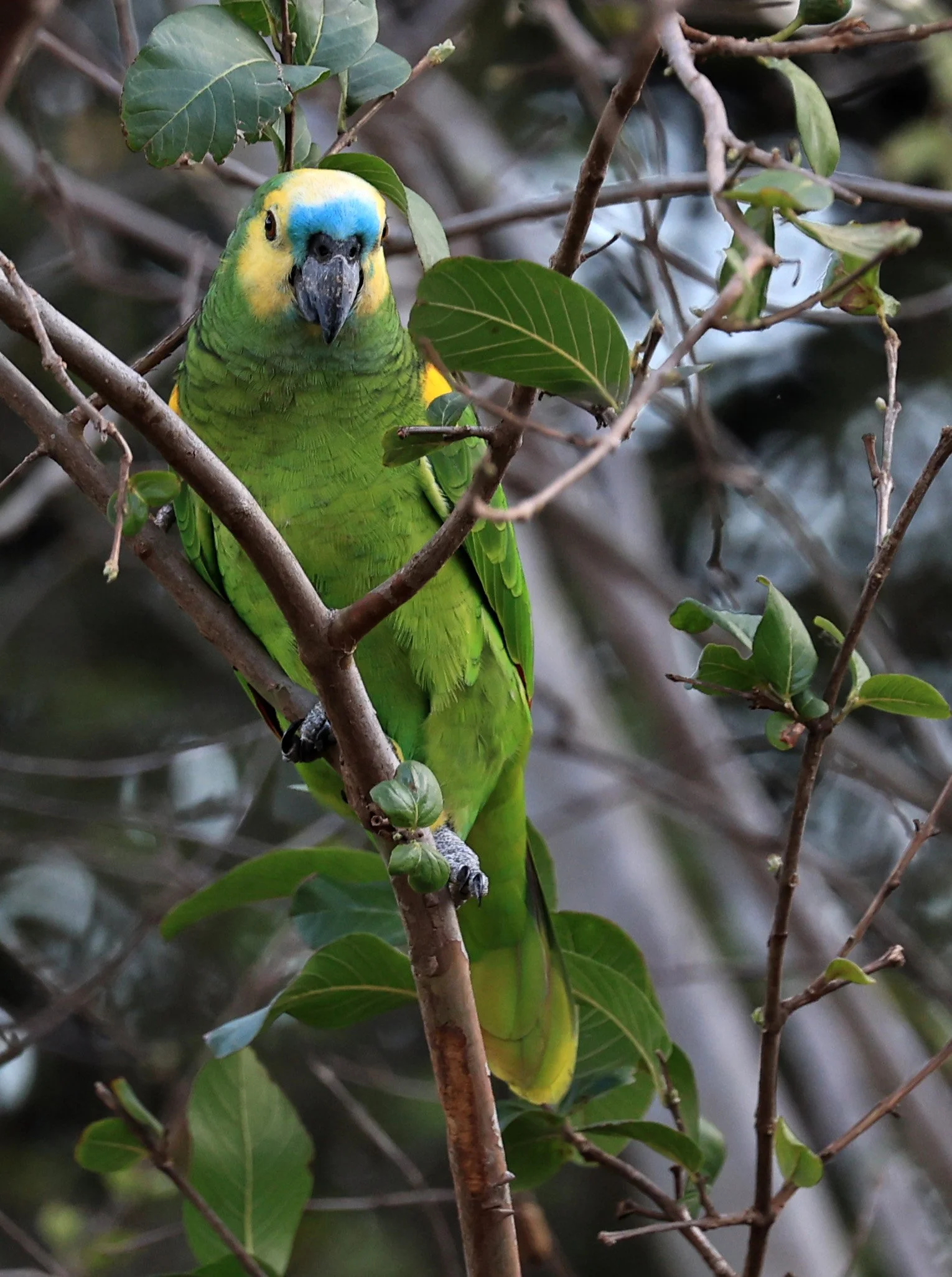 Blue-fronted Amazon (Amazona aestiva) Estancia Campo'í Paraguay (16).jpg