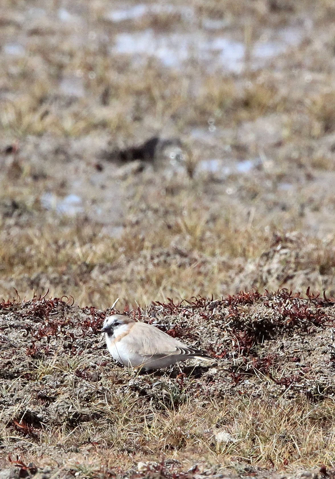 Mongolian Finch (Bucanetes mongolicus) Ku Hai Laike, Qinghai China (10).JPG