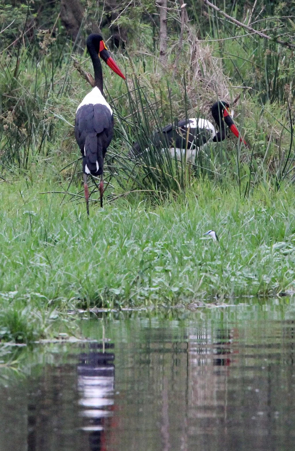STORK - SADDLE-BILLED STORK - Ephippiorhynchus senegalensis - LAKE AWASSA ETHIOPIA (1).JPG