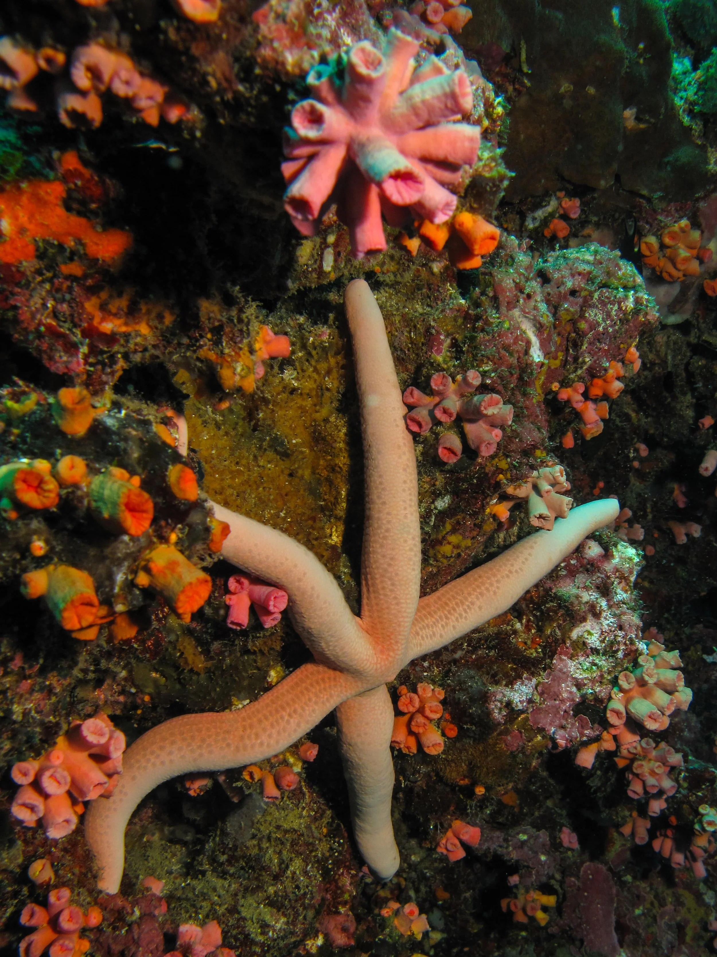 2013 Diving Koh Lanta (27).jpg