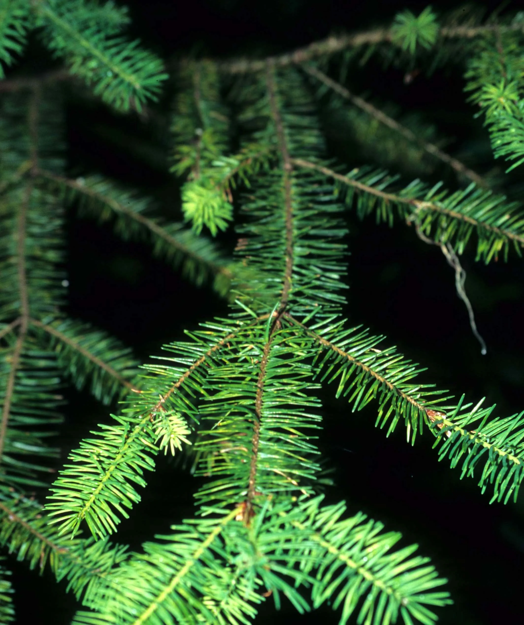 CALIFORNIA - REDWOODS NP - PSUEDOTSUGA MENZIESII - DOUGLAS FIR.jpg