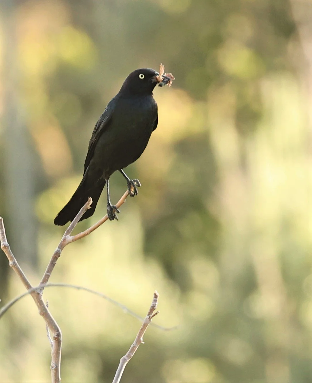 Brewer's Blackbird (Euphagus cyanocephalus) Fossil Buttes National Monument Wyoming (4).jpg