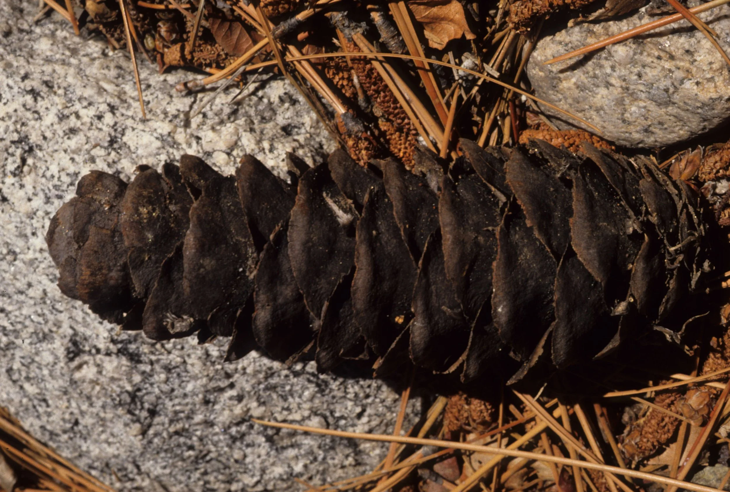 CALIFORNIA - COASTAL RANGE - PINUS COULTERI - COULTER PINE - SAN DIEGO COUNTY.jpg