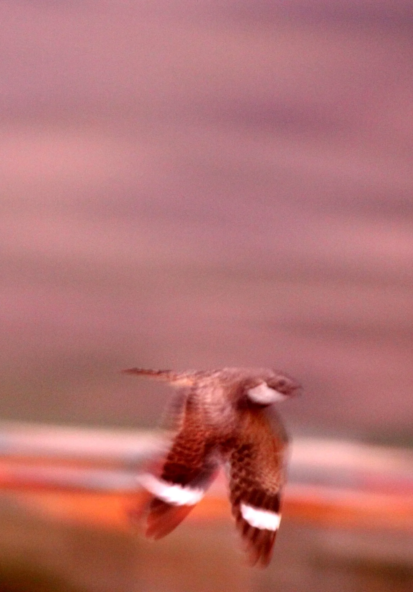 BIRD - NIGHTJAR - COMMON NIGHTHAWK - TRUTH OR CONSEQUENCES NEW MEXICO (7).JPG