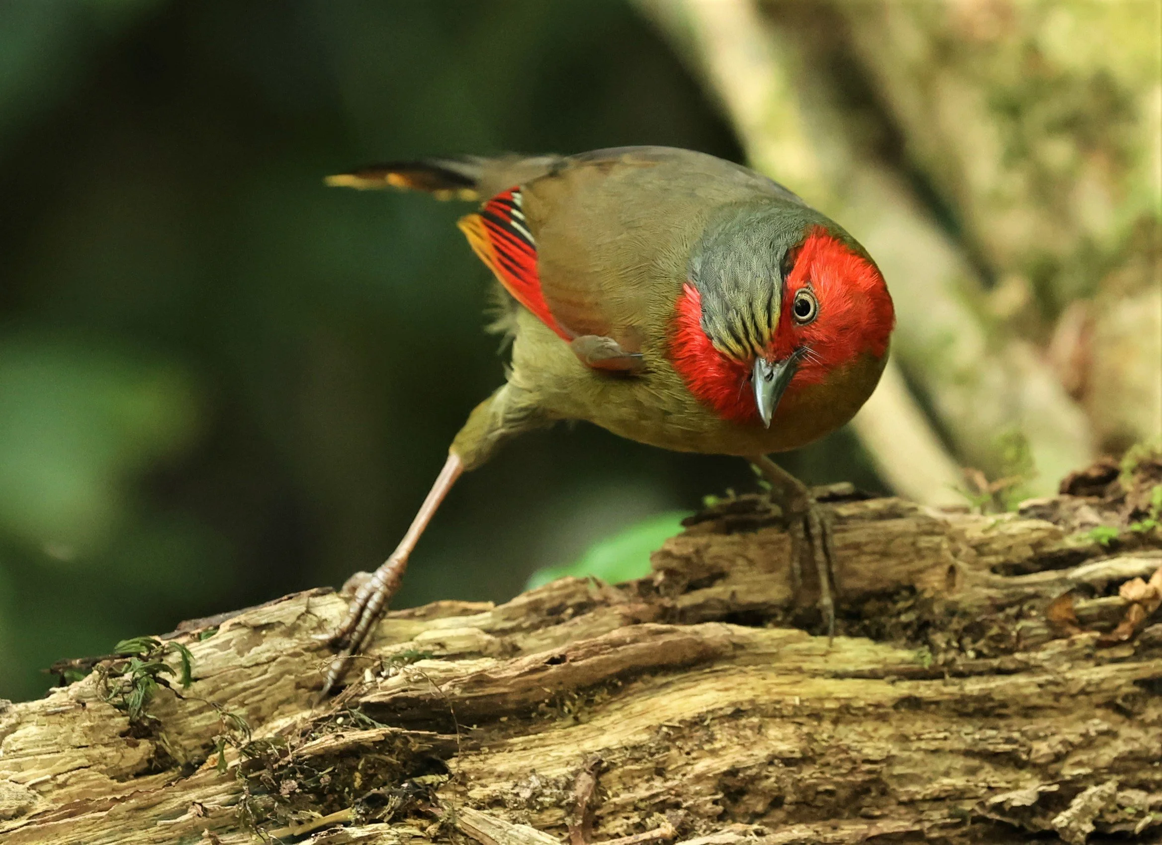 LIOCICHLA - SCARLET-FACED LIOCICHLA - Liocichla ripponi - DOI PHA HOM POK NP DOI LANG EAST FEB 2022 (134).jpg