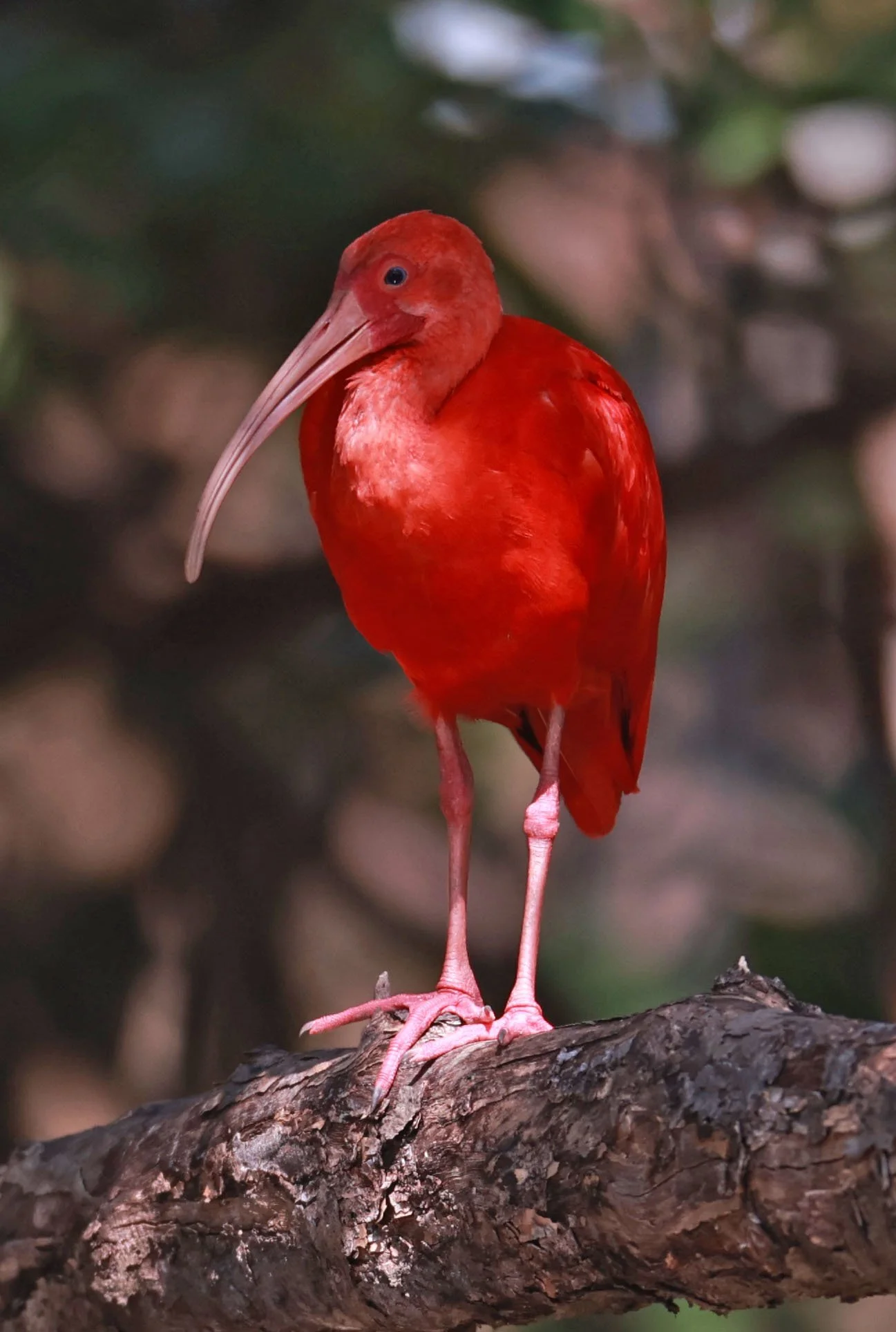 Ibis - Scarlet Ibis - Eudocimus ruber - 29 Songkaow Cafe, Chachoengsao Thailand (356).jpg
