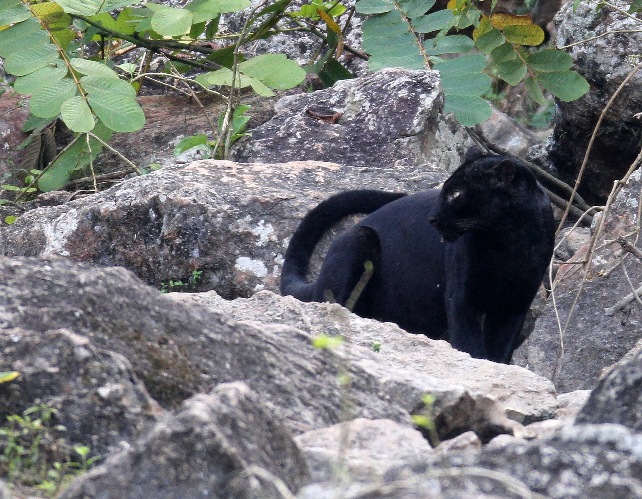 Panthera pardus delacouri - INDOCHINESE LEOPARD - MELANISTIC FORM - HUAI KHA KHAENG - KAPOK KAPIEN STATION & MINERAL LICK - THAILAND (222).JPG