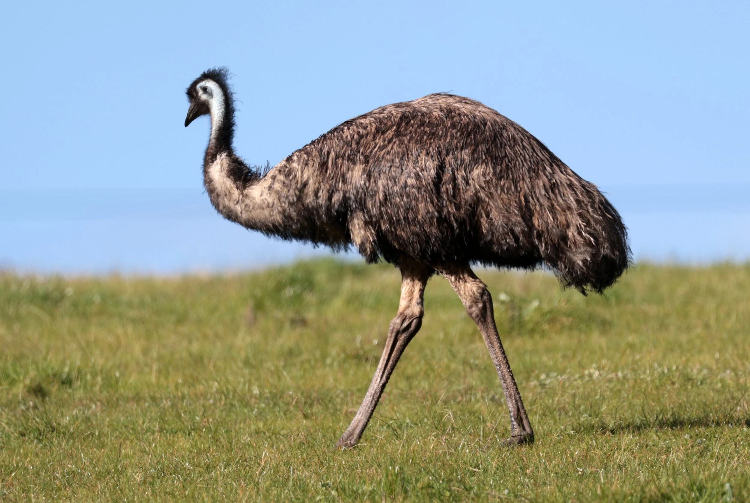 Emu (Dromaius novaehollandiae) Mt Frankland NP - Western Australia (2).jpg