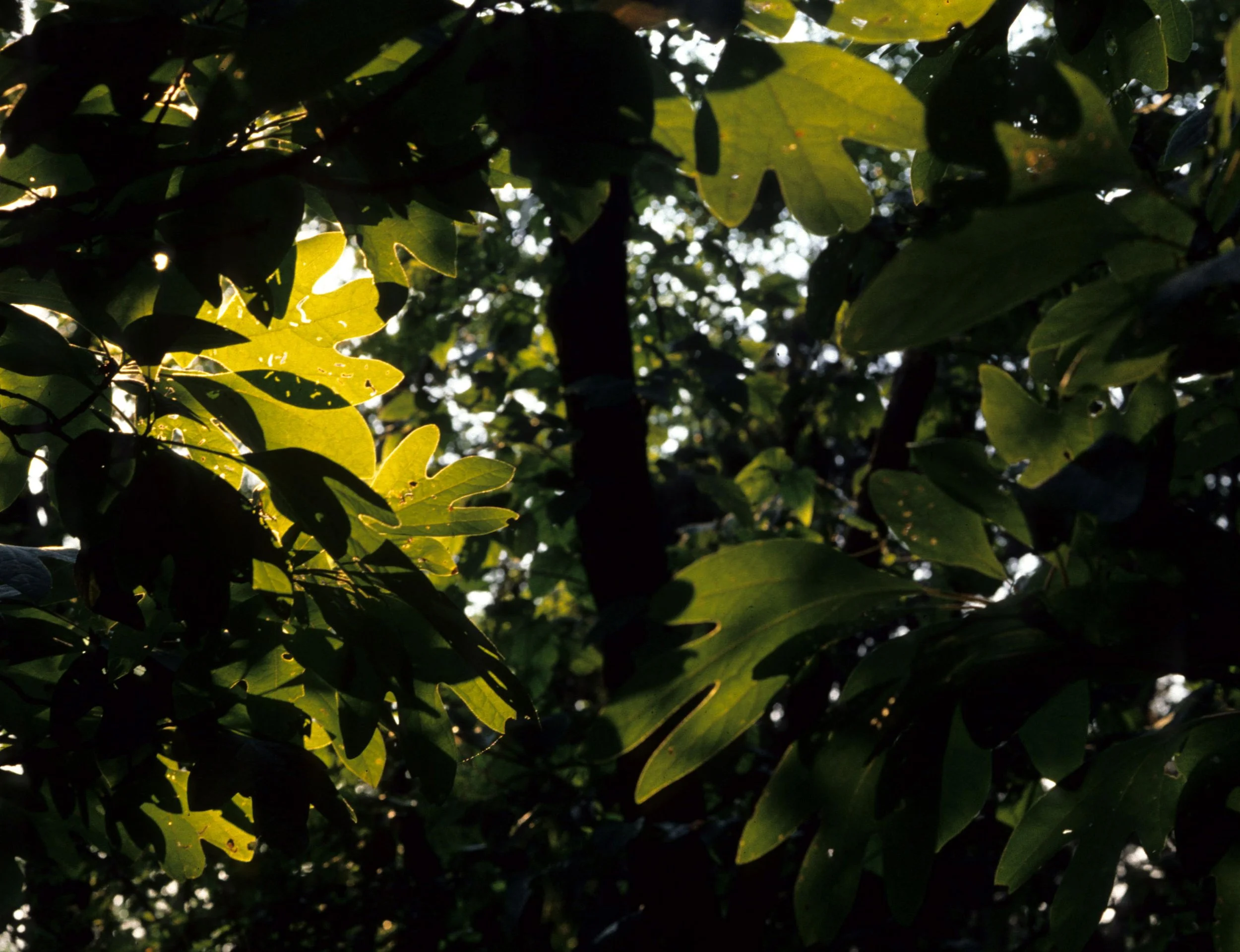 ILLINOIS - TREE SPECIES.jpg