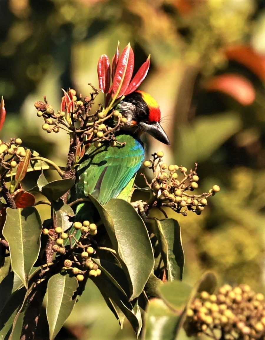 BARBET - GOLDEN-THROATED BARBET - Psilopogon (franklinii) ramsayi - Phu Luang Wildlife Reserve Loei Province (6).jpg