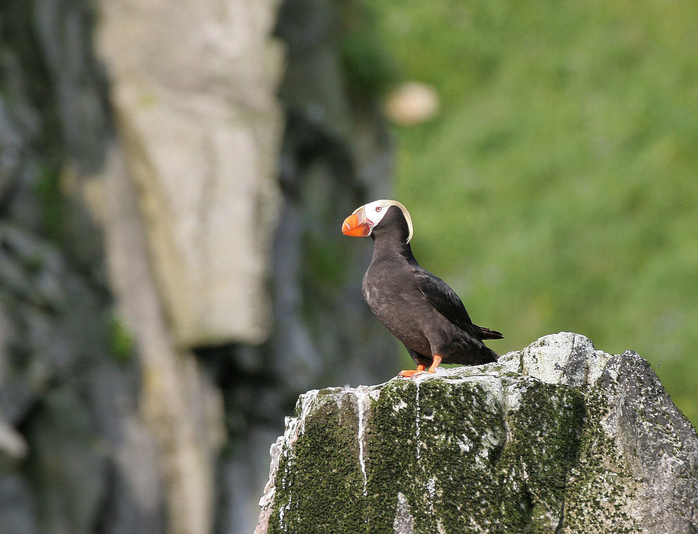 Fratercula cirrhata - TUFTED PUFFIN - COMMANDERS MEDNY ISLAND (5).jpg