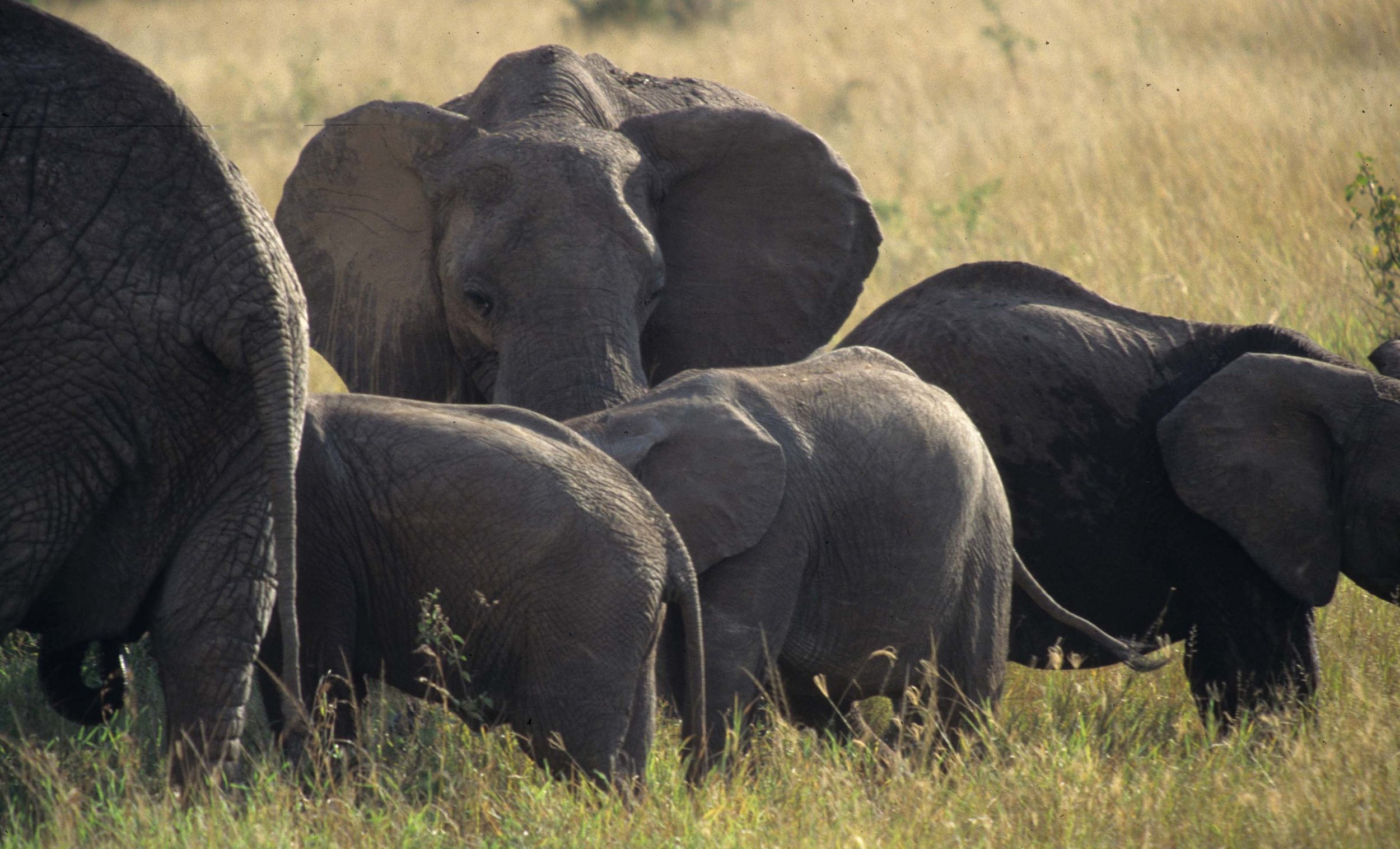 ELEPHANT - SERENGETI 17.jpg
