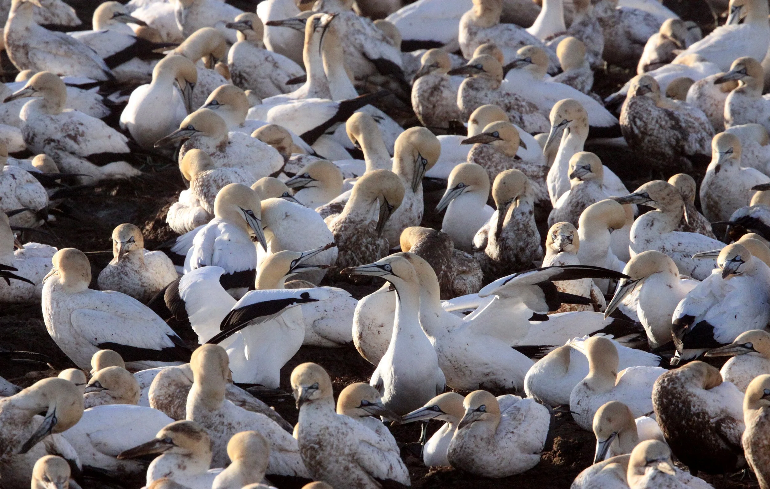 Cape gannet (Morus capensis) Lambert's Bay South Africa (19).JPG