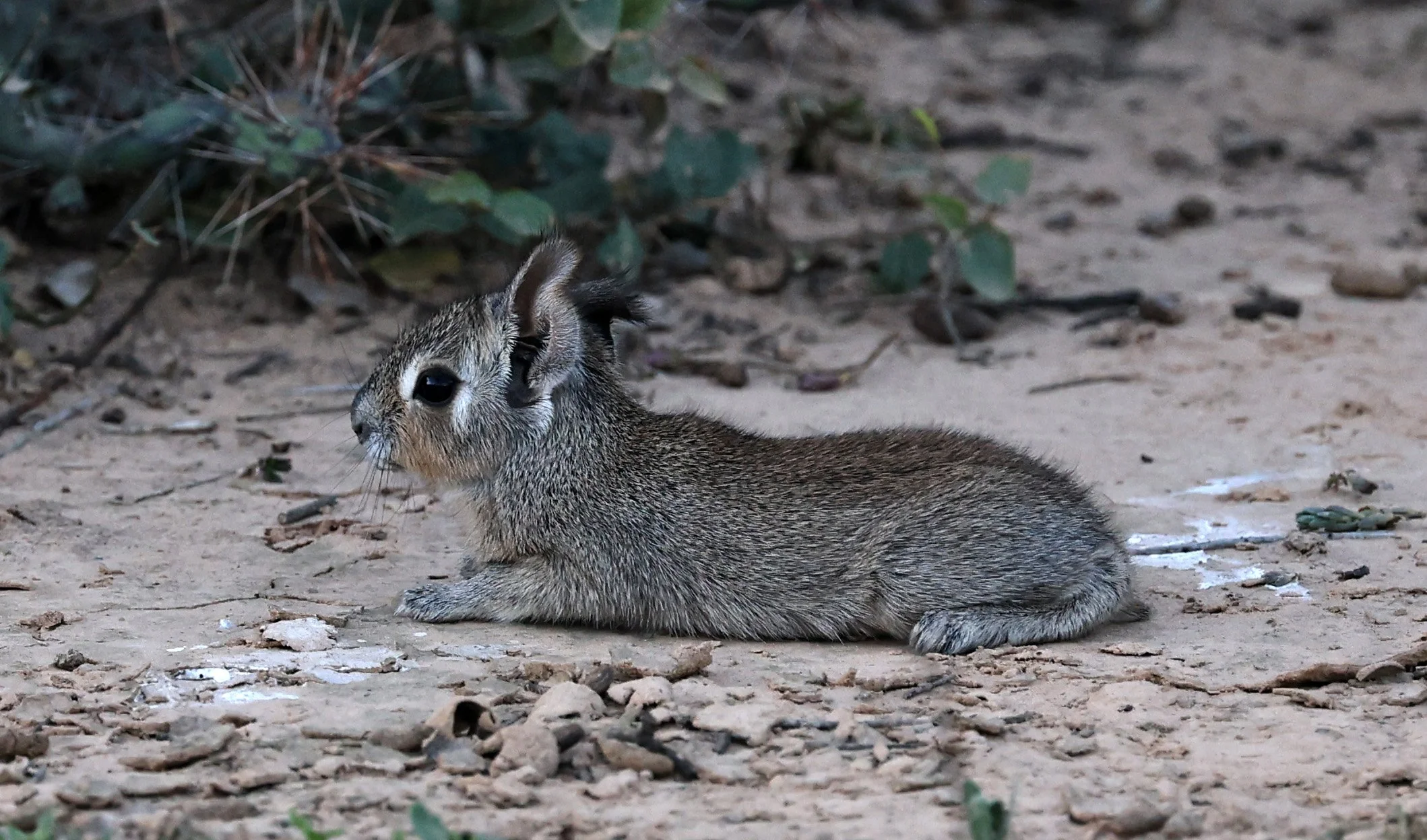 Chacoan Mara (Dolichotis salinicola) Fortin Toledo Paraguay (7).jpg