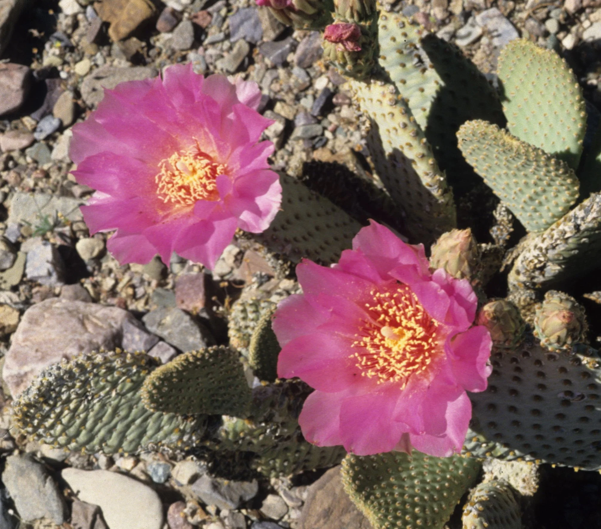 DEATH VALLEY - CACTUS - OPUNTIA BASILARIS A.jpg