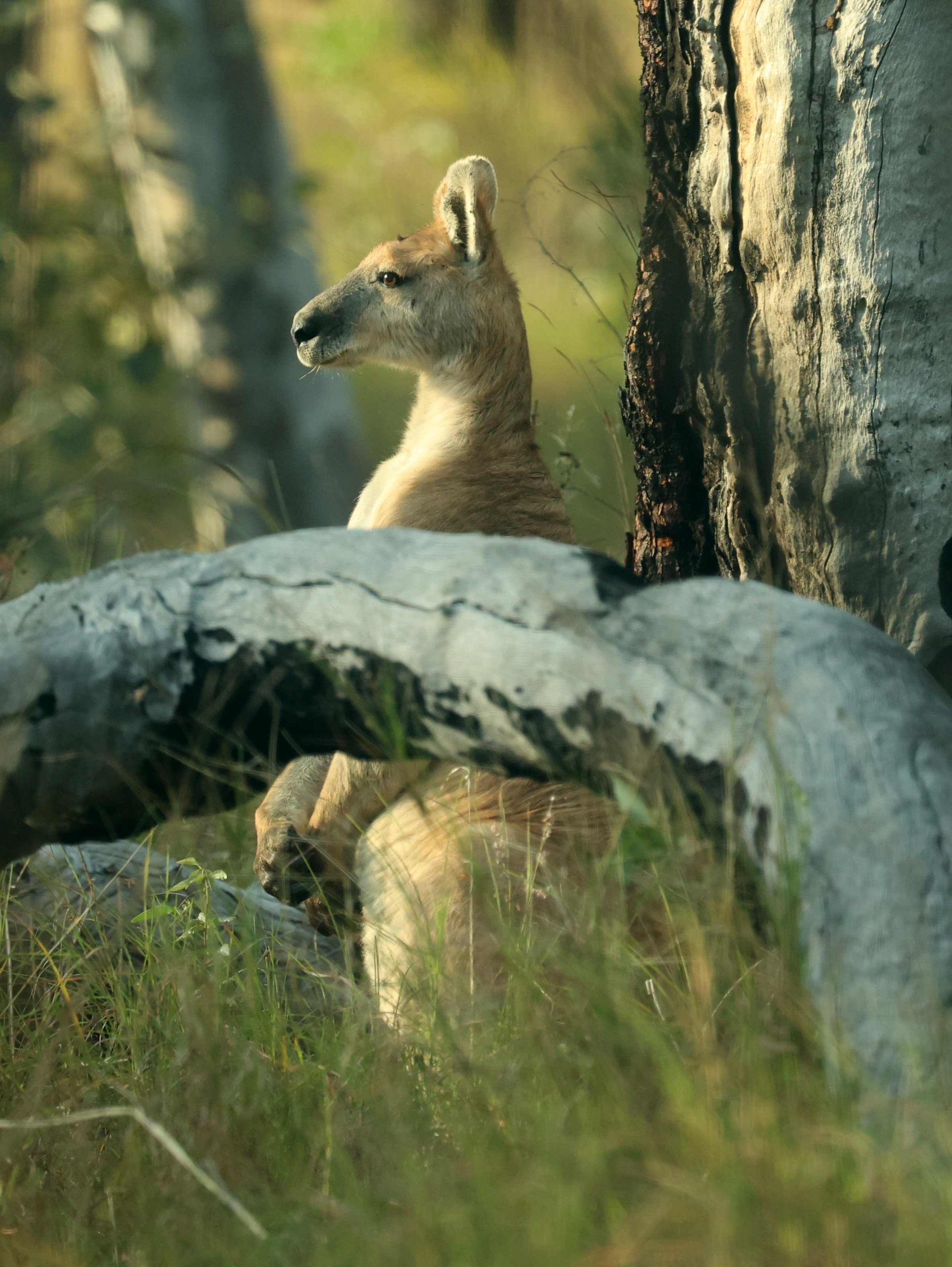 Antilopine Kangaroo or Wallaroo (Osphranter antilopinus) Undara Lava Tubes Volcanic NP - Queensland