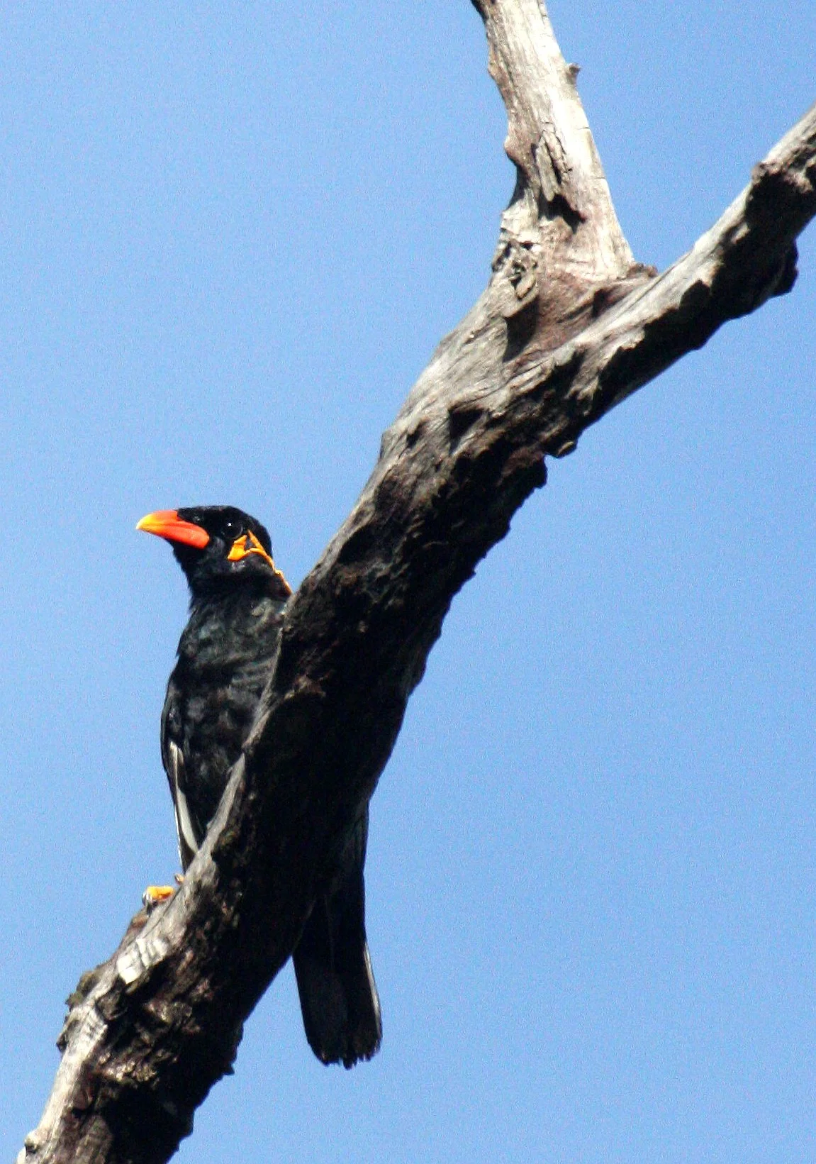 Common Hill Myna (Gracula religiosa)