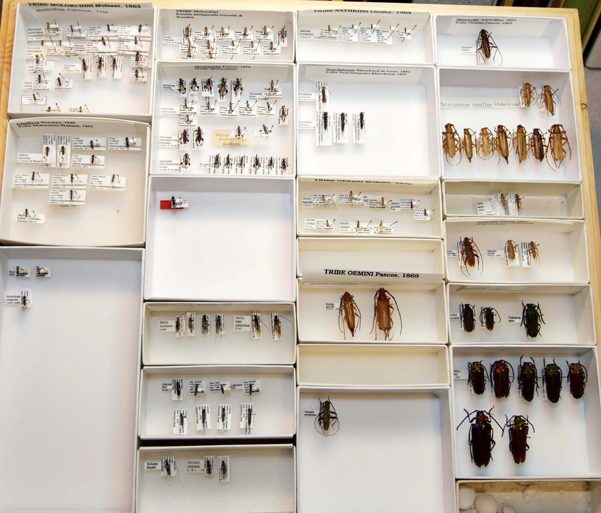 20 Molochini - Oxypeltini.JPG