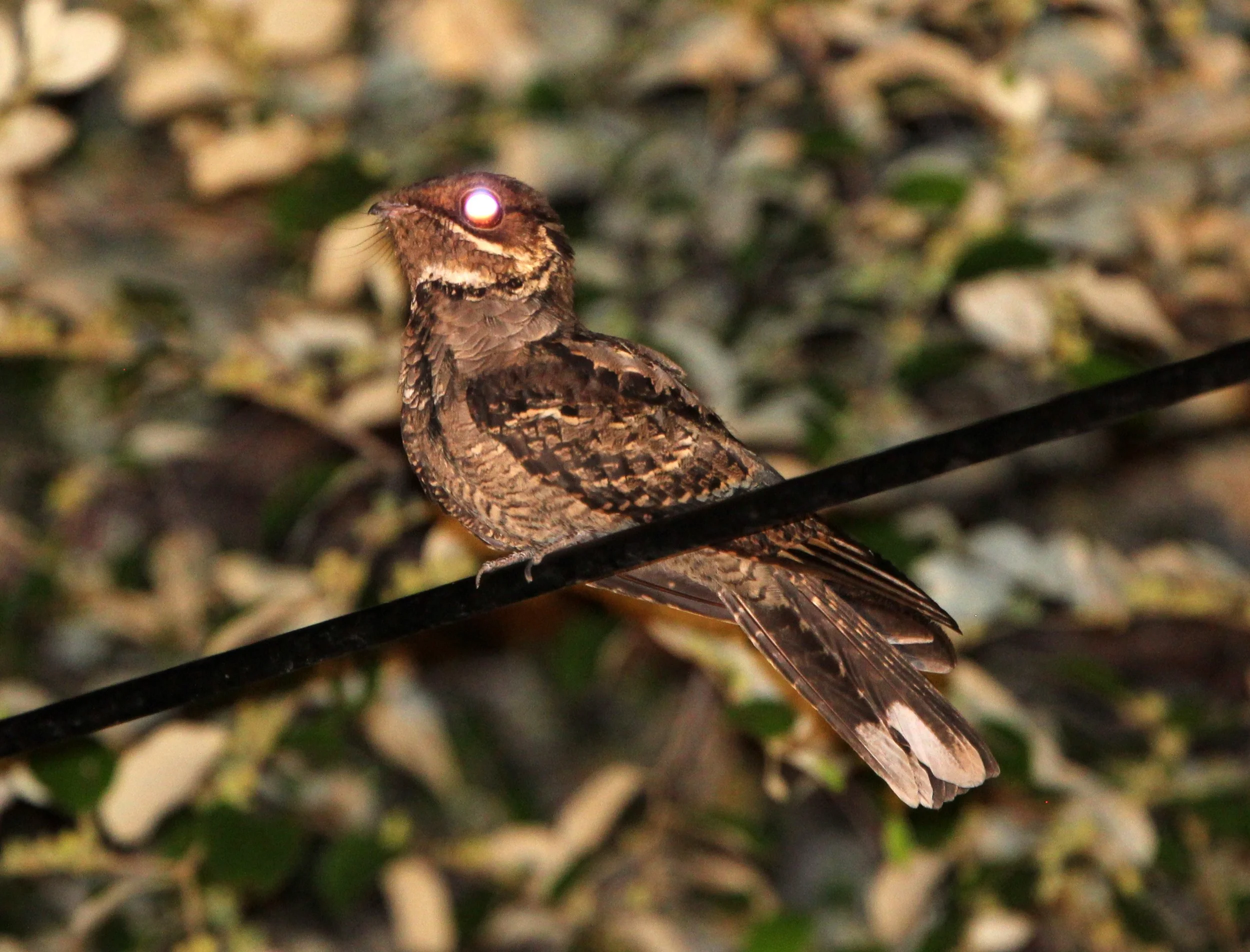 BIRD - NIGHTJAR - JERDON'S NIGHTJAR - YALA NATIONAL PARK SRI LANKA (3).JPG