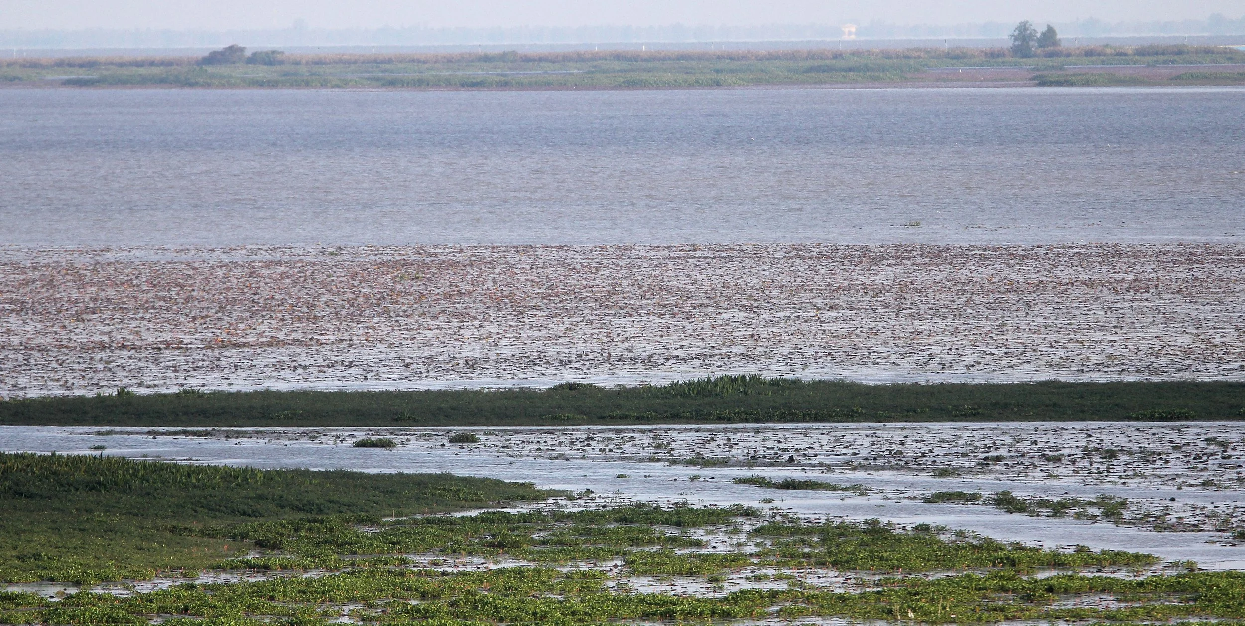 2018 Thale Noi Bird Sanctuary Patthalung (11).JPG