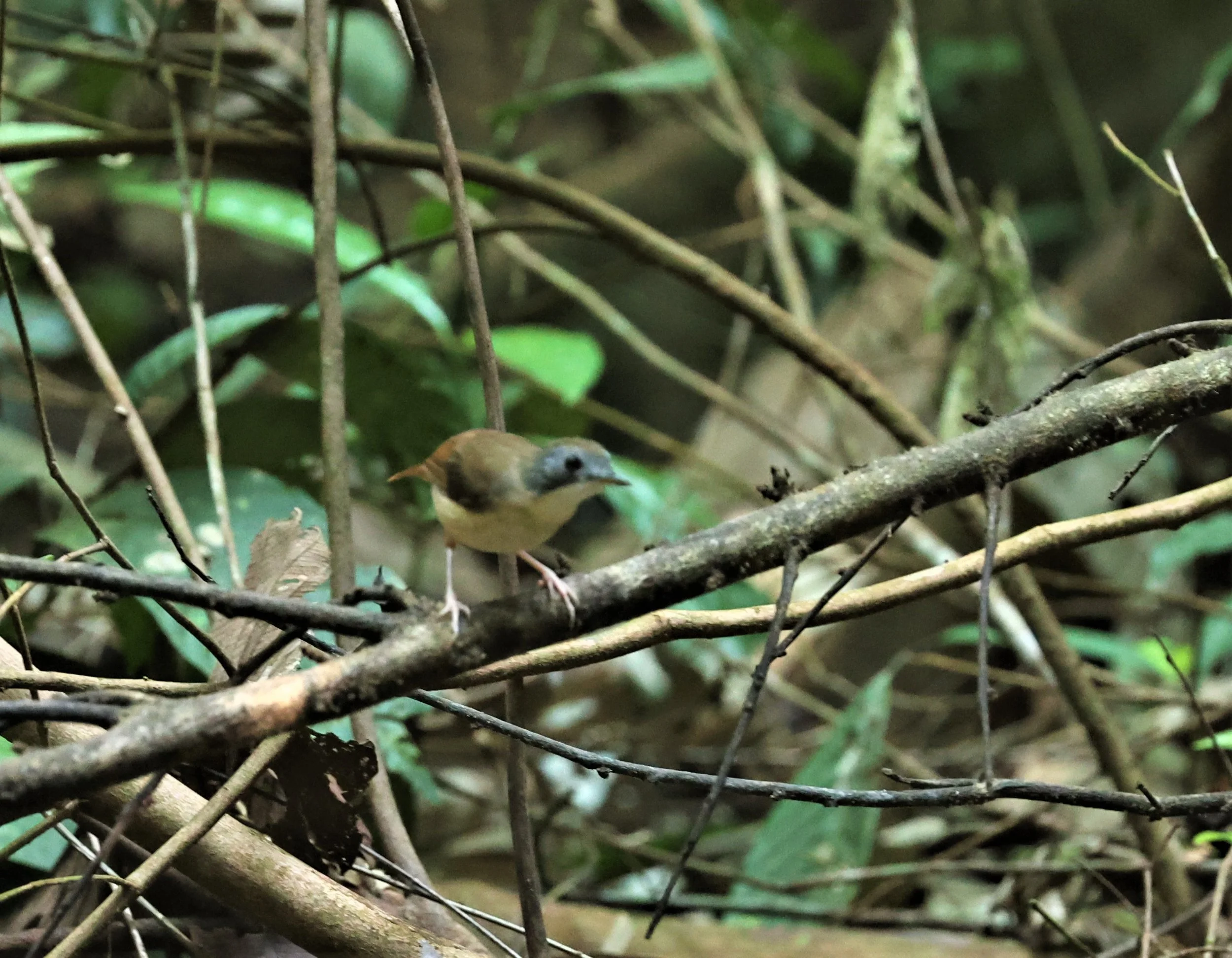 Pellorneum malaccense - SHORT-TAILED BABBLER - TAMAN NEGARA MALAYSIA JUNE 2022 (5).jpg