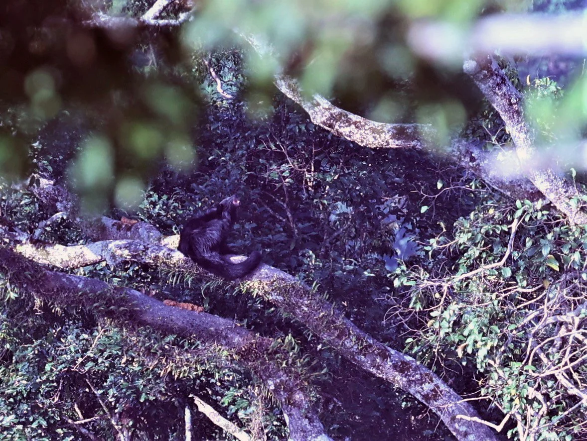 Arctictis binturong gairdneri - SIAMESE BINTURONG - KAENG KRACHAN PHANOEN THUNG 26 NOV 2021 (28).jpg