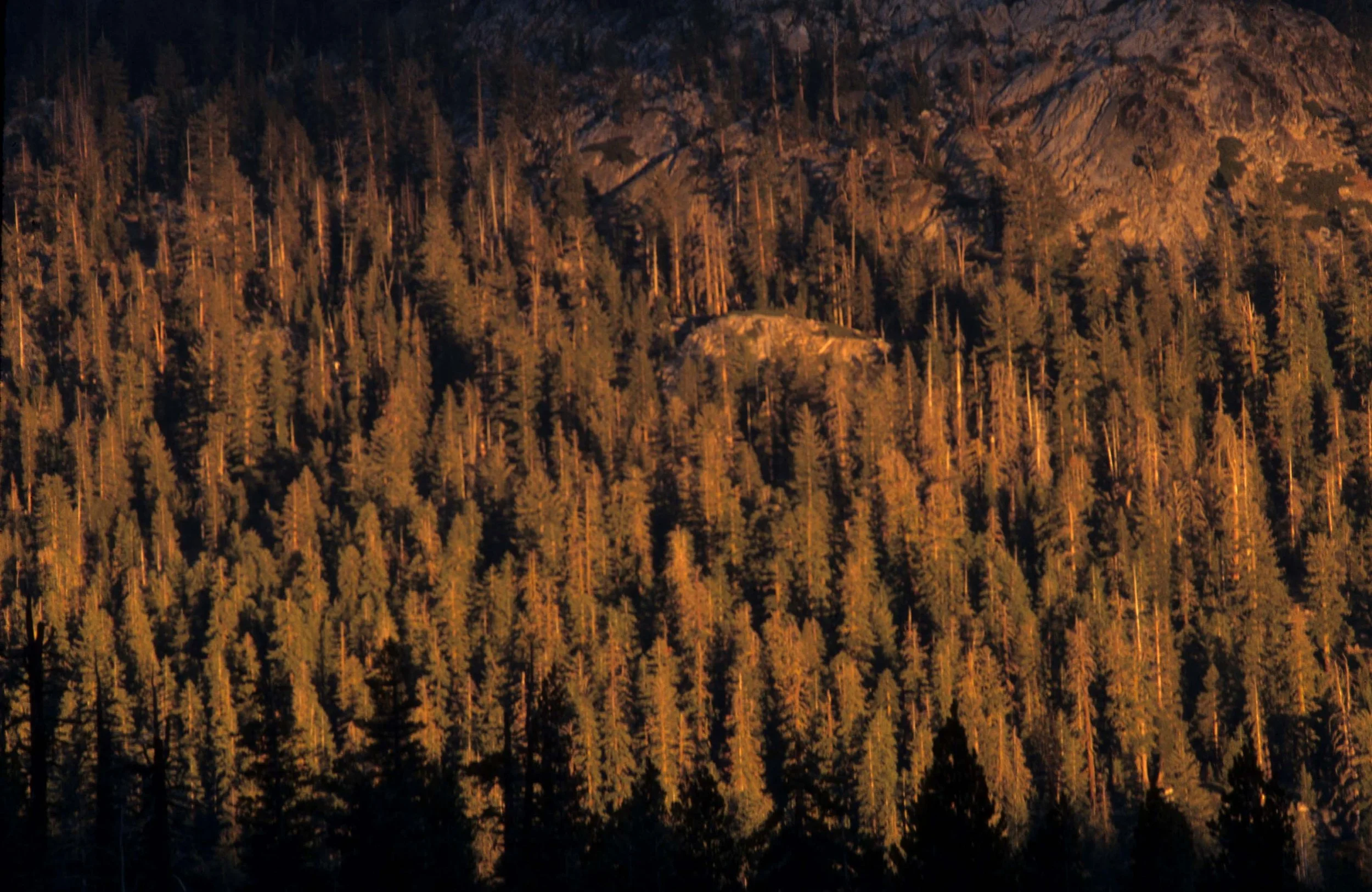 CALIFORNIA - SIERRA NEVADA MOUNTAINS.jpg