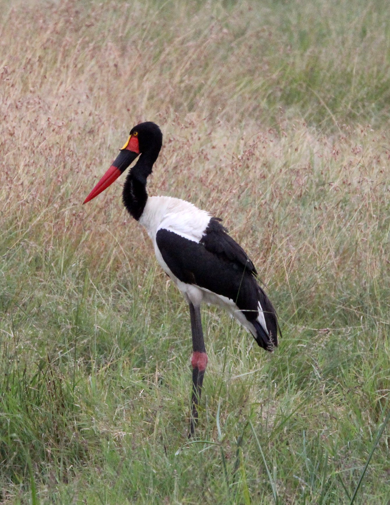 STORK - SADDLE-BILLED STORK - Ephippiorhynchus senegalensis - MASAI MARA NATIONAL PARK KENYA (4).JPG