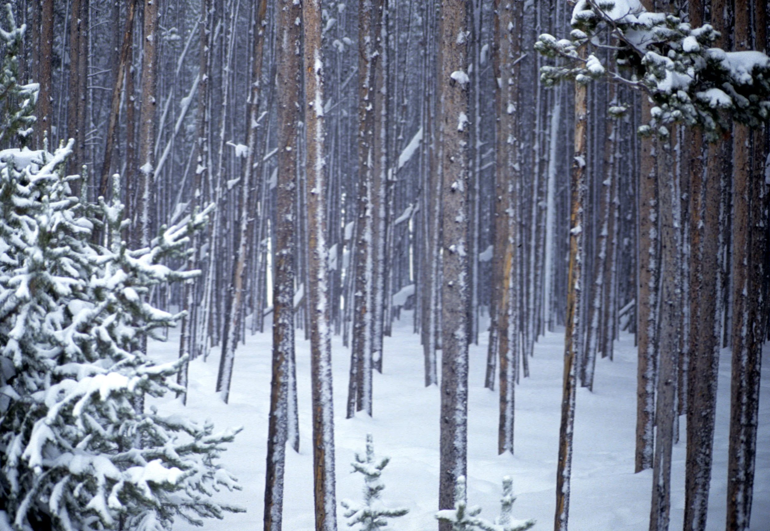 YELLOWSTONE IN WINTER - LODGEPOLE PINE FOREST.jpg