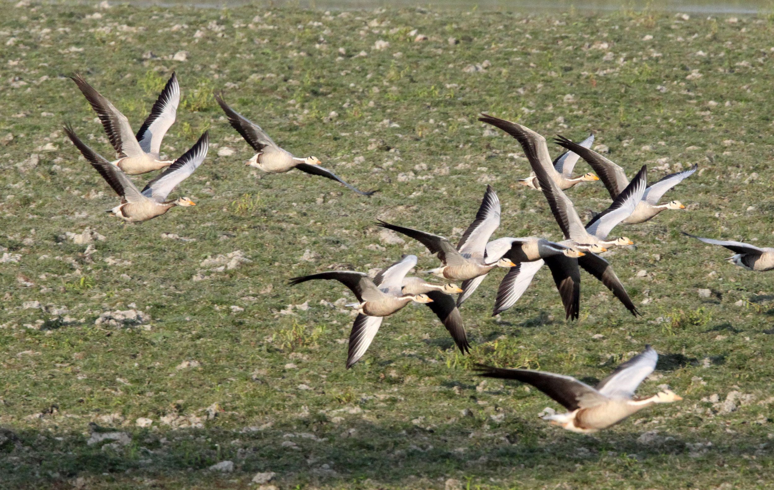 GOOSE - BAR-HEADED GOOSE - Anser indicus - KAZIRANGA NATIONAL PARK ASSAM INDIA (53).JPG