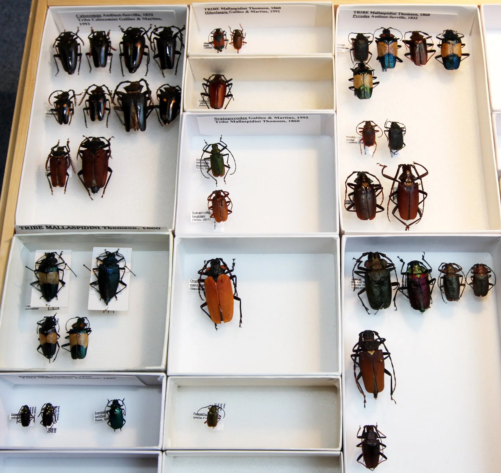 Prioninae 8  Mallaspidini.JPG