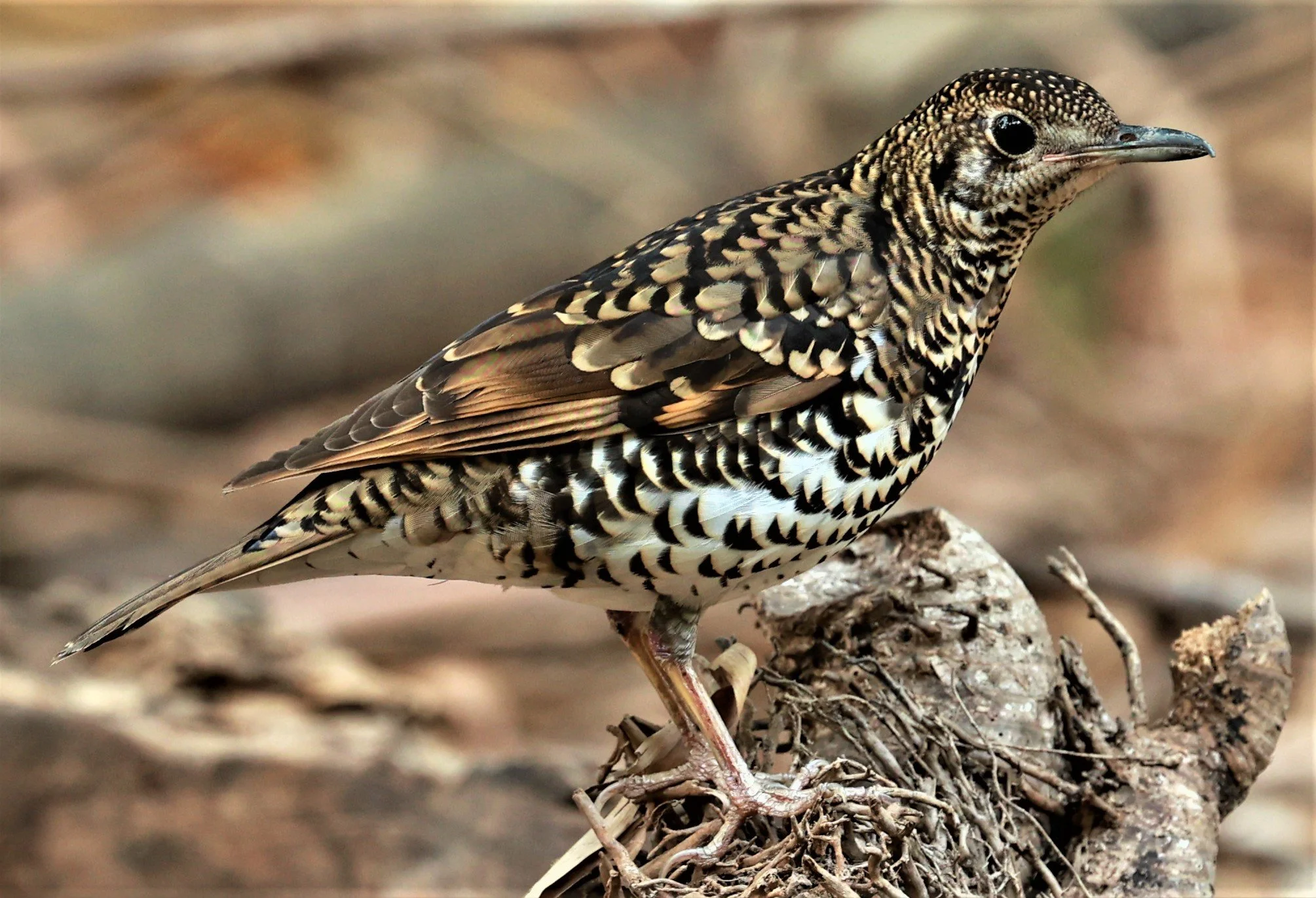 White's Thrush (Zoothera aurea) Putthamonthon Park Nakhon Pathom Thailand (205).jpg