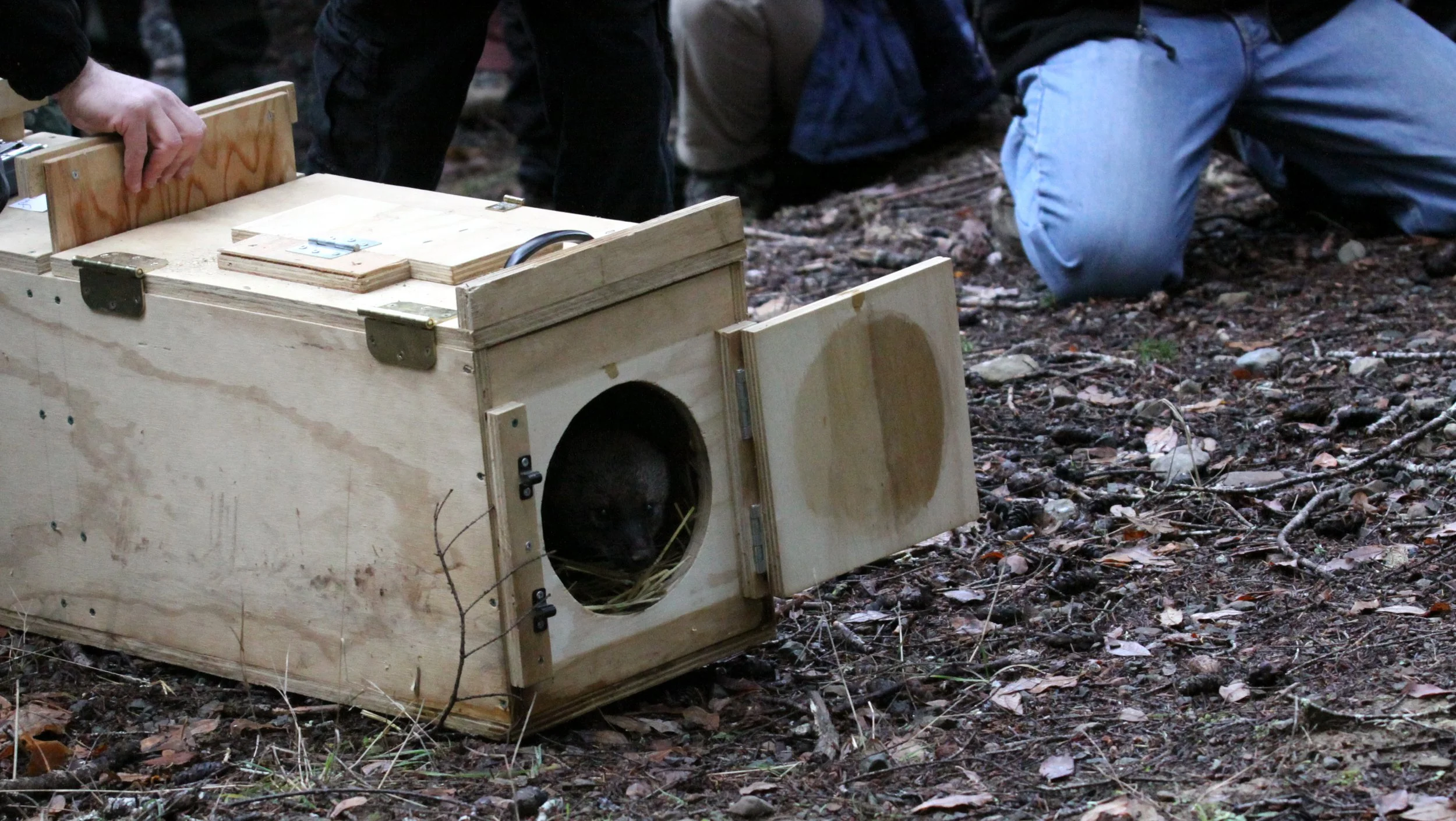 MUSTELID - FISHER - RELEASE ON 21 DECEMBER 2009 AT WISKER BEND TRAIL HEAD AND SOL DUC CAMPGROUND ONP (35).JPG
