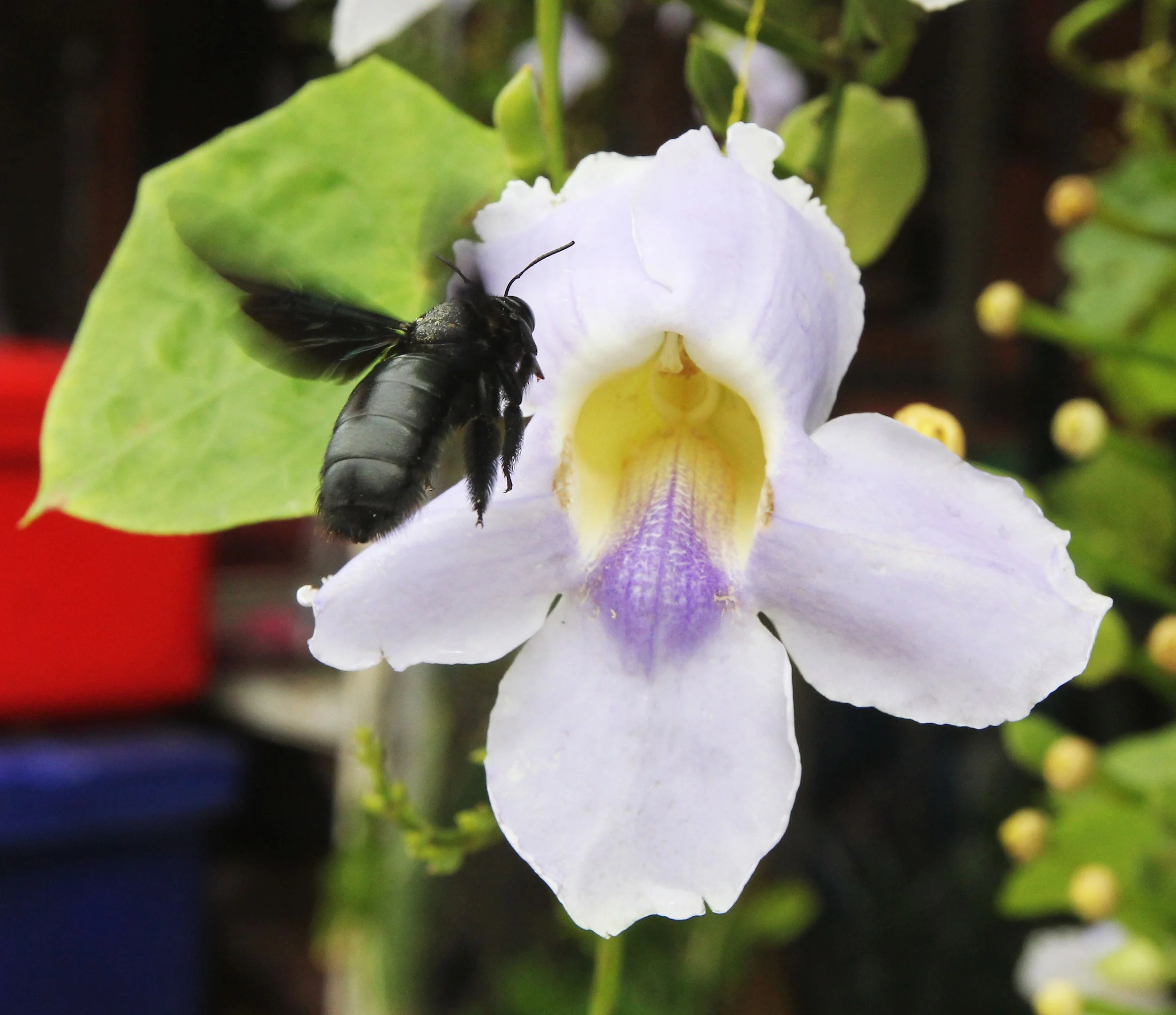 2015 Koh Lanta Summer Misc Images (159).JPG