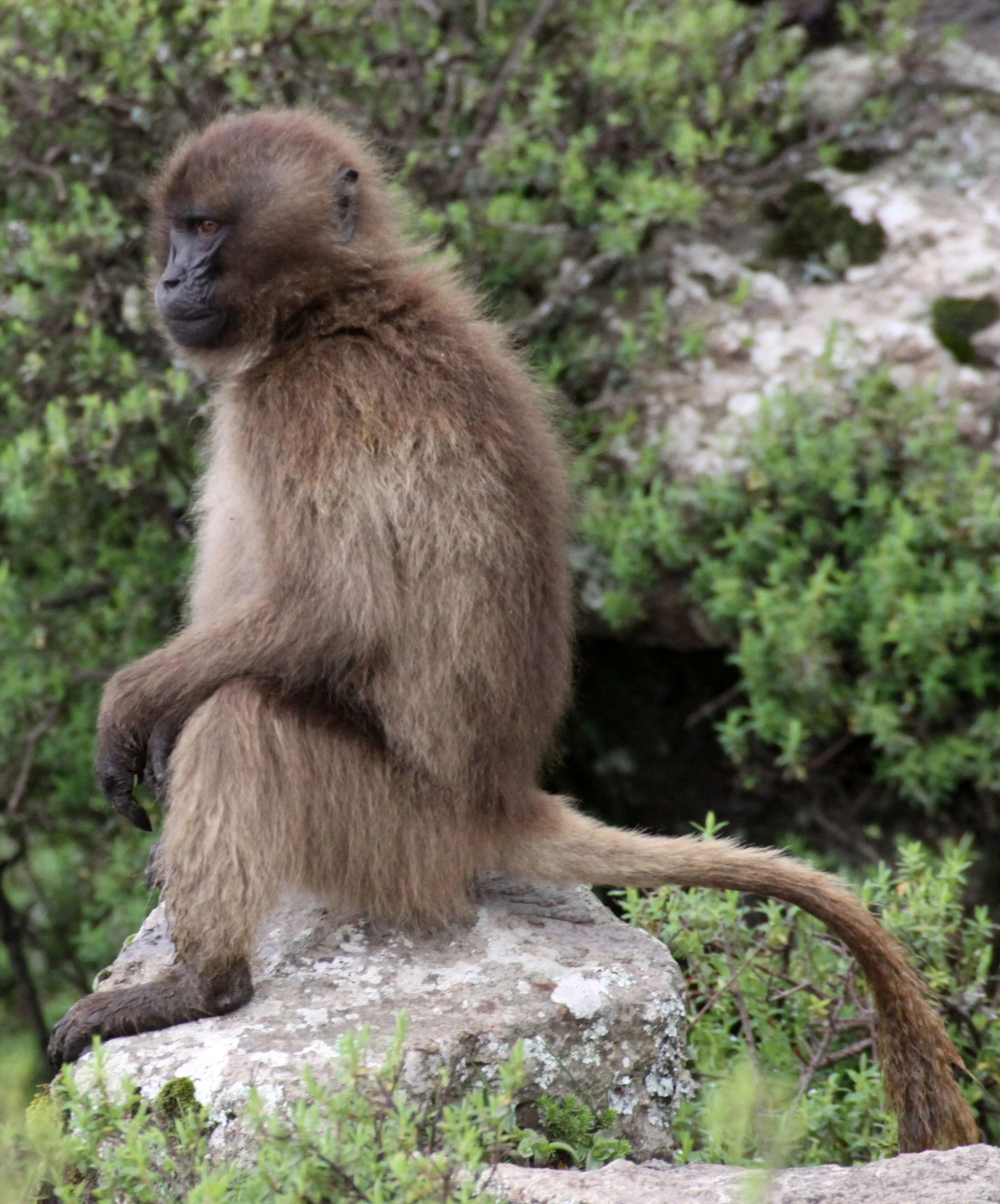 CERCOPITHECIDAE - Theropithecus gelada - GELADA - SIMIEN MOUNTAINS NATIONAL PARK ETHIOPIA (1506).JPG