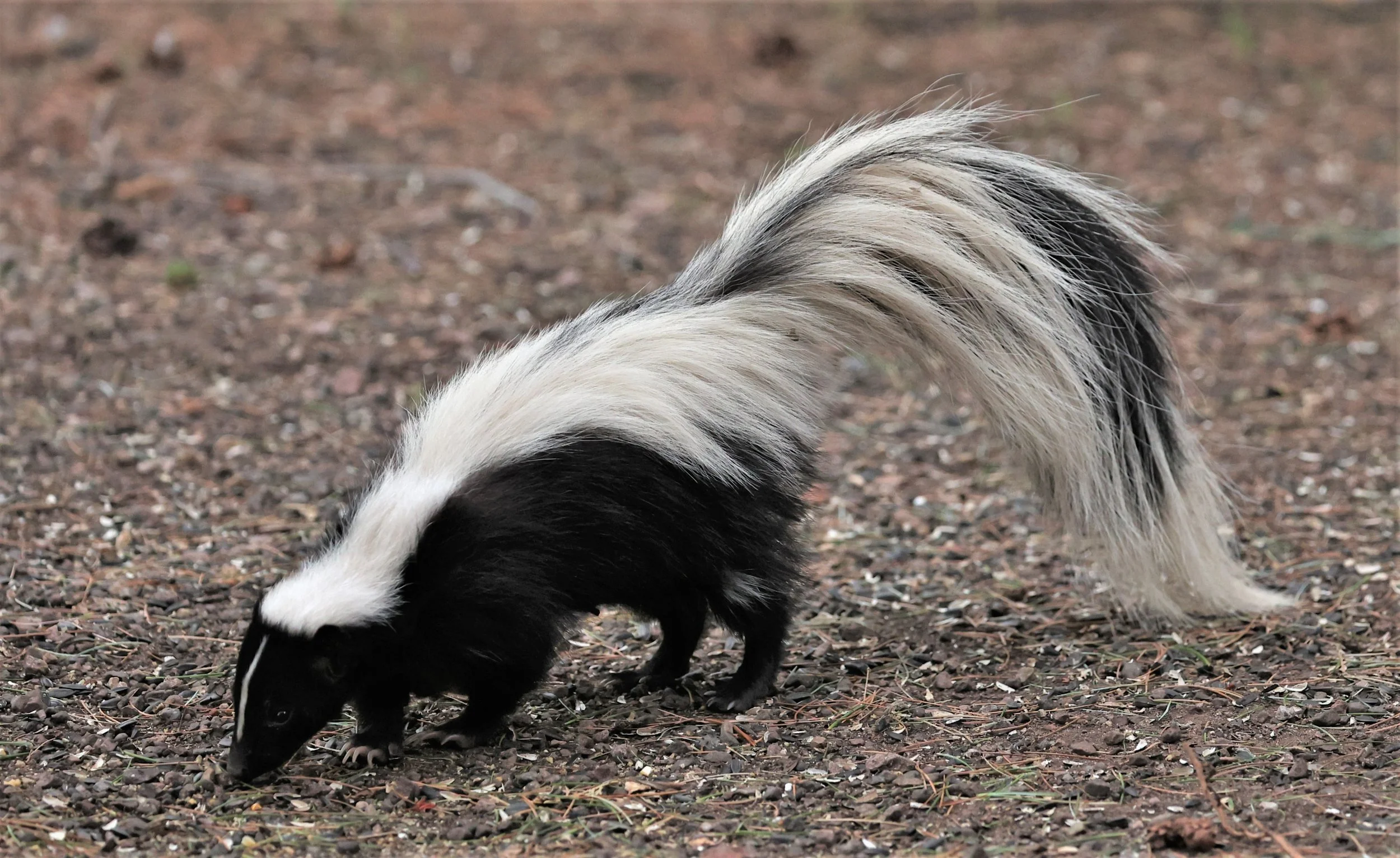 Mephitis macroura - HOODED SKUNK - CAVE CREEK ARIZONA AUGUST 2022 (36).jpg