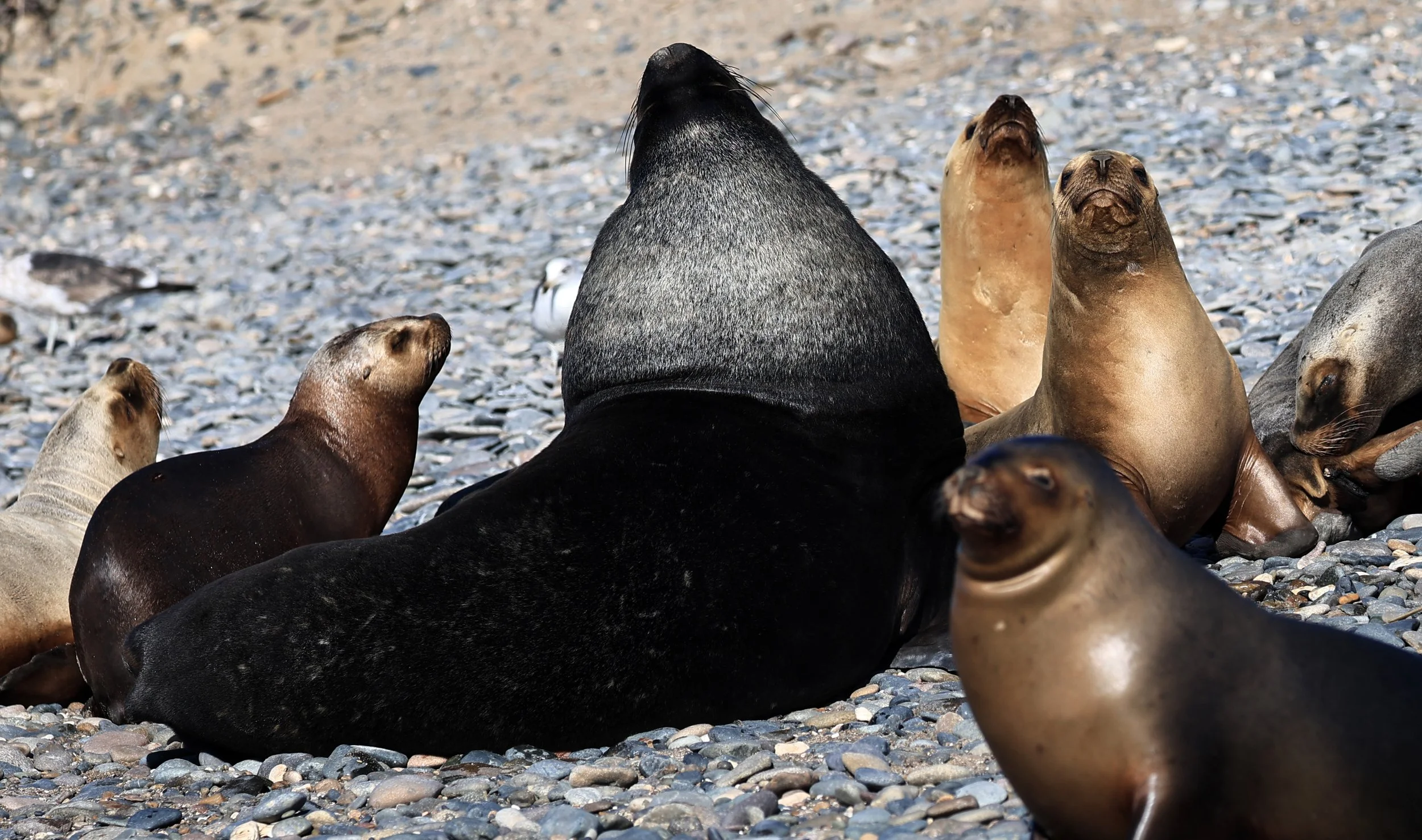 South American Sea Lion (Otaria flavescens) Puerto Rawson Argentina (59).jpg